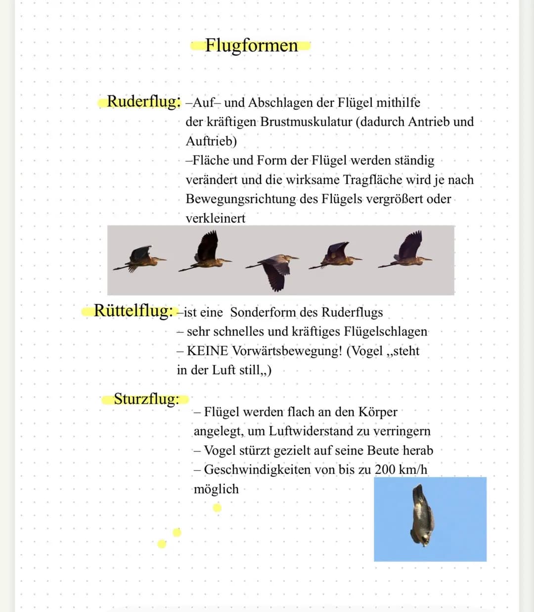 | Flugform | Gleitflug | Rüttelflug | Sturzflug |
|---|---|---|---|
| Energieaufwand | gering | sehr hoch | gering |
| Flügelstellung | weit