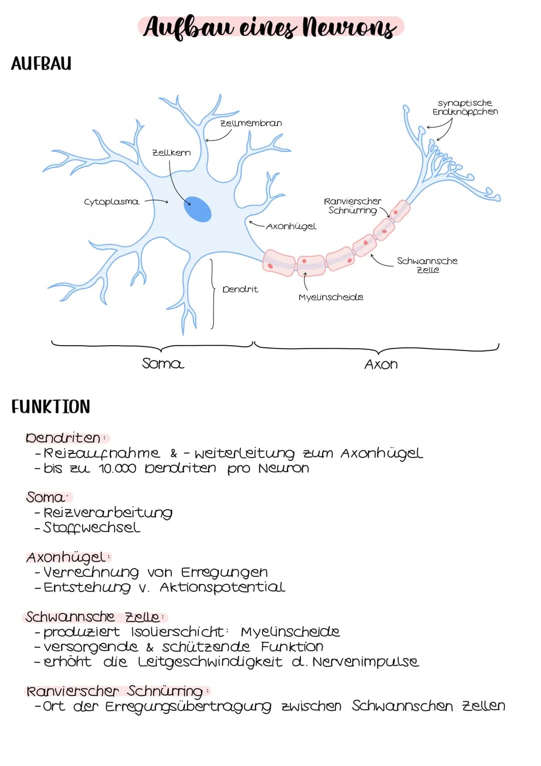 Neurobio-
logie # Aufbau eines Neurons
## AUFBAU
Cytoplasma
Zellkern
Soma
Zellmembran
Ranvierscher
Schnürring
Axonhügel
synaptische
Enolkn