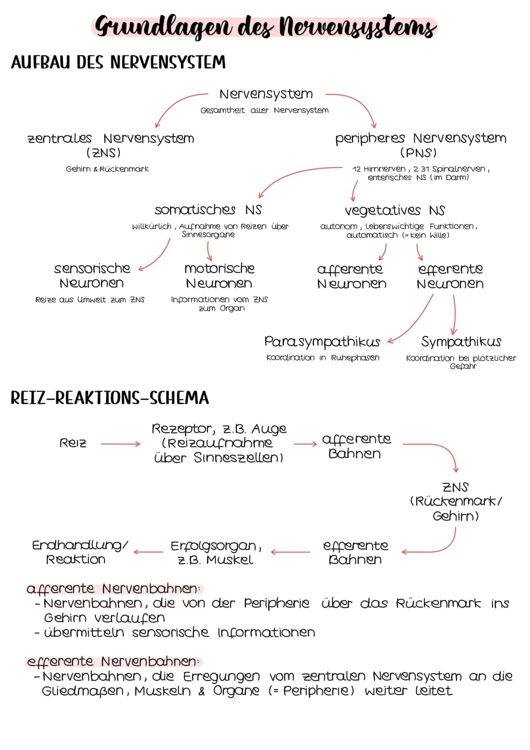 Neurobio-
logie # Aufbau eines Neurons
## AUFBAU
Cytoplasma
Zellkern
Soma
Zellmembran
Ranvierscher
Schnürring
Axonhügel
synaptische
Enolkn