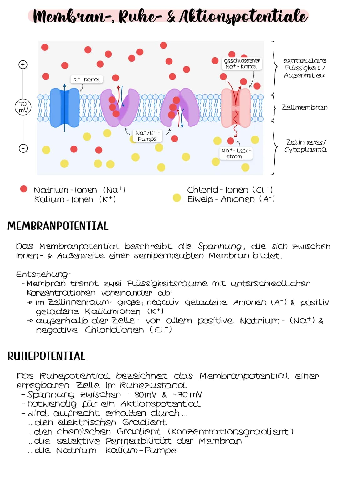 Neurobio-
logie # Aufbau eines Neurons
## AUFBAU
Cytoplasma
Zellkern
Soma
Zellmembran
Ranvierscher
Schnürring
Axonhügel
synaptische
Enolkn