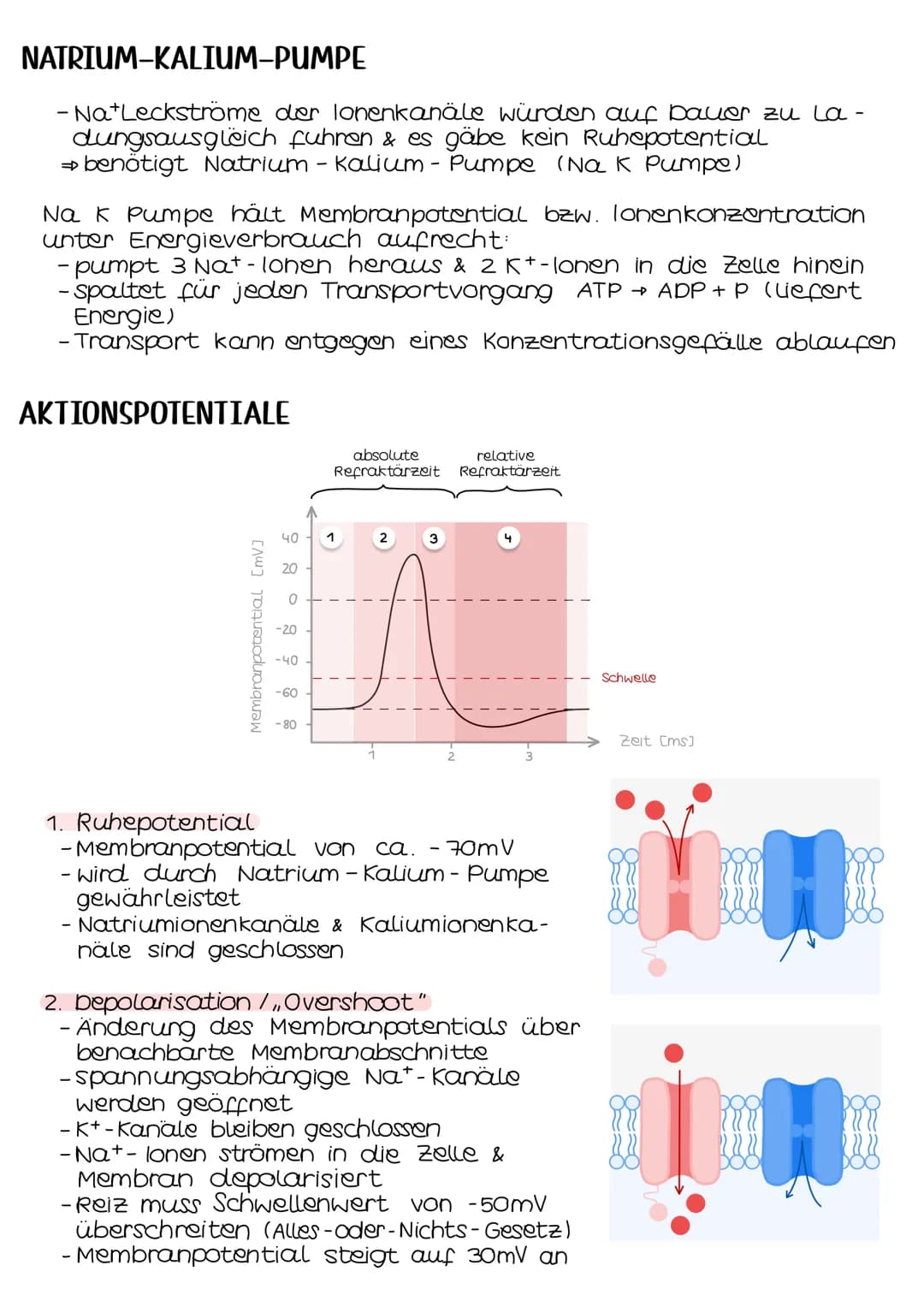 Neurobio-
logie # Aufbau eines Neurons
## AUFBAU
Cytoplasma
Zellkern
Soma
Zellmembran
Ranvierscher
Schnürring
Axonhügel
synaptische
Enolkn