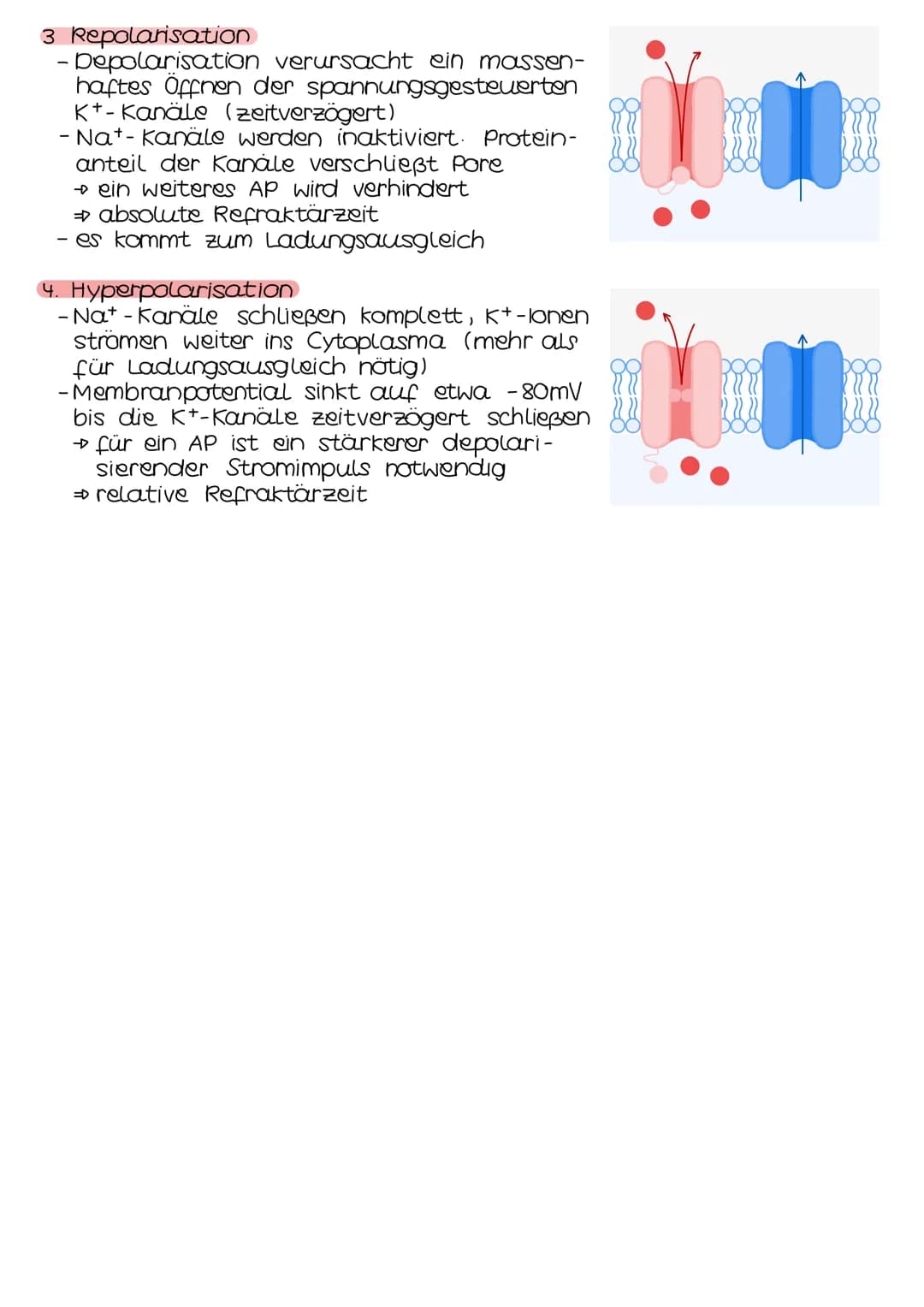 Neurobio-
logie # Aufbau eines Neurons
## AUFBAU
Cytoplasma
Zellkern
Soma
Zellmembran
Ranvierscher
Schnürring
Axonhügel
synaptische
Enolkn