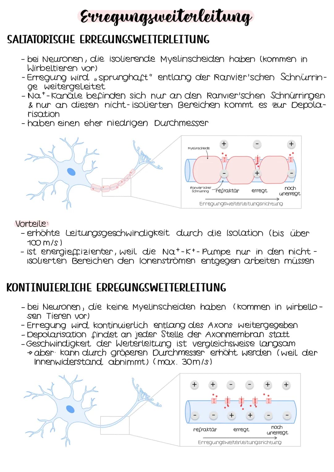 Neurobio-
logie # Aufbau eines Neurons
## AUFBAU
Cytoplasma
Zellkern
Soma
Zellmembran
Ranvierscher
Schnürring
Axonhügel
synaptische
Enolkn