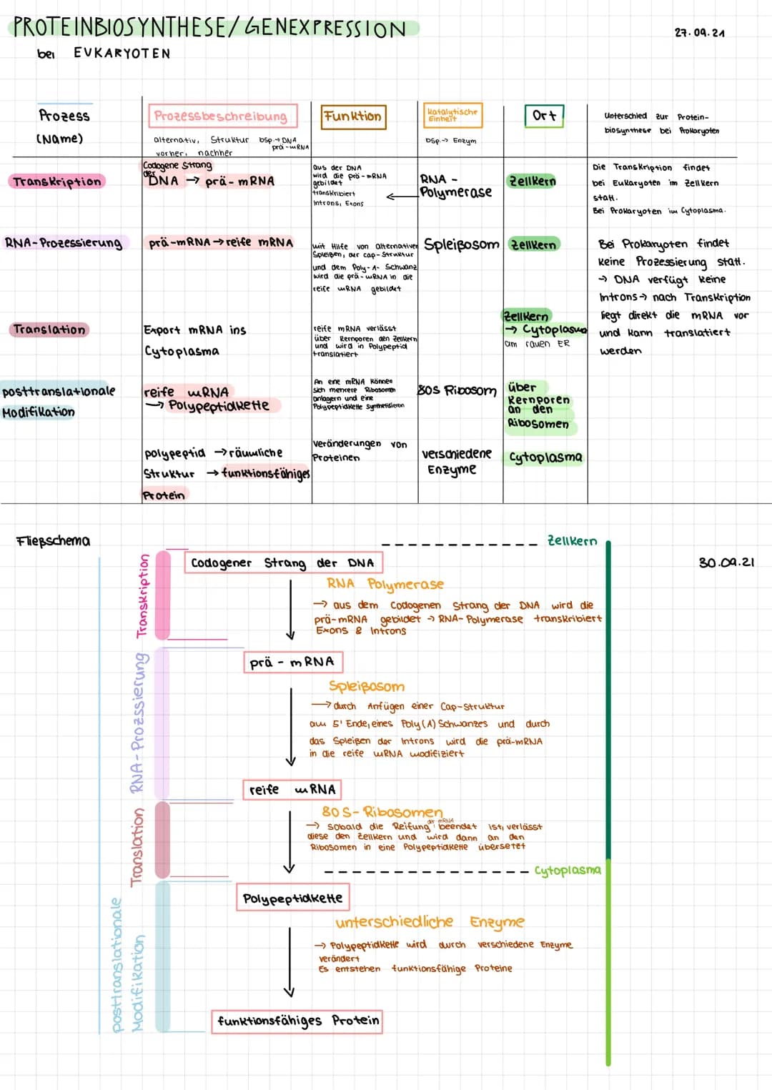## PROTEINBIOSYNTHESE/GENEXPRESSION
bei EUKARYOTEN
27.09.21
| Prozess (Name) | Prozessbeschreibung | Funktion | Katalytische Einheit | Ort