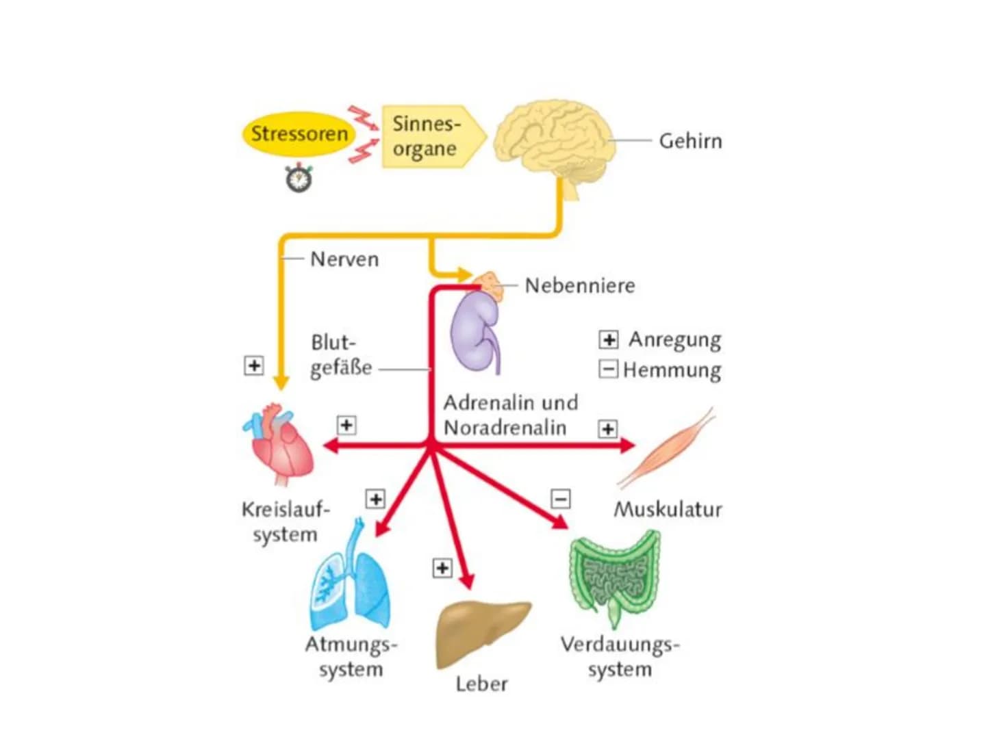 WAS IST DENN MIT
DIR PASSIERT
ICH KONNT DEN DRUCK
EINFACH NICHT MEHR
AUSHALTEN. Stress und
Stressbewältigung
GFS von # Stress Definition
*