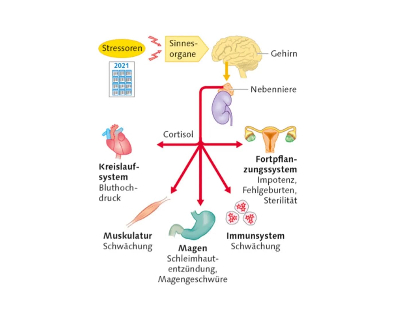 WAS IST DENN MIT
DIR PASSIERT
ICH KONNT DEN DRUCK
EINFACH NICHT MEHR
AUSHALTEN. Stress und
Stressbewältigung
GFS von # Stress Definition
*