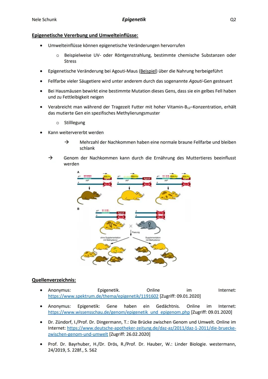 Nele Schunk
Epigenetik
Q2
## Definition:
- Teilgebiet der Genetik, das sich mit der Veränderung von Genfunktionen beschäftigt, die nicht du