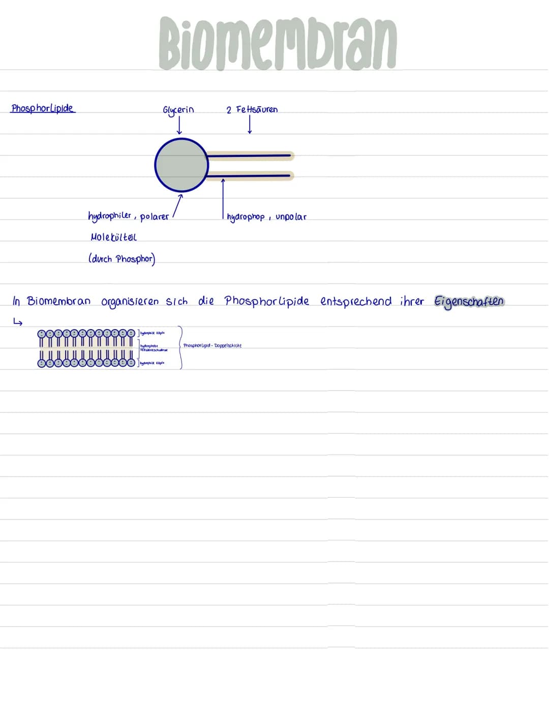 # Biomembran
integrales Protein
integrales Glykoprotein
Kohlenhydrate
b Glykolipid (da an
Phosphorlipiden hängt)
hydrophile
Köpfe
Lipid-Dopp