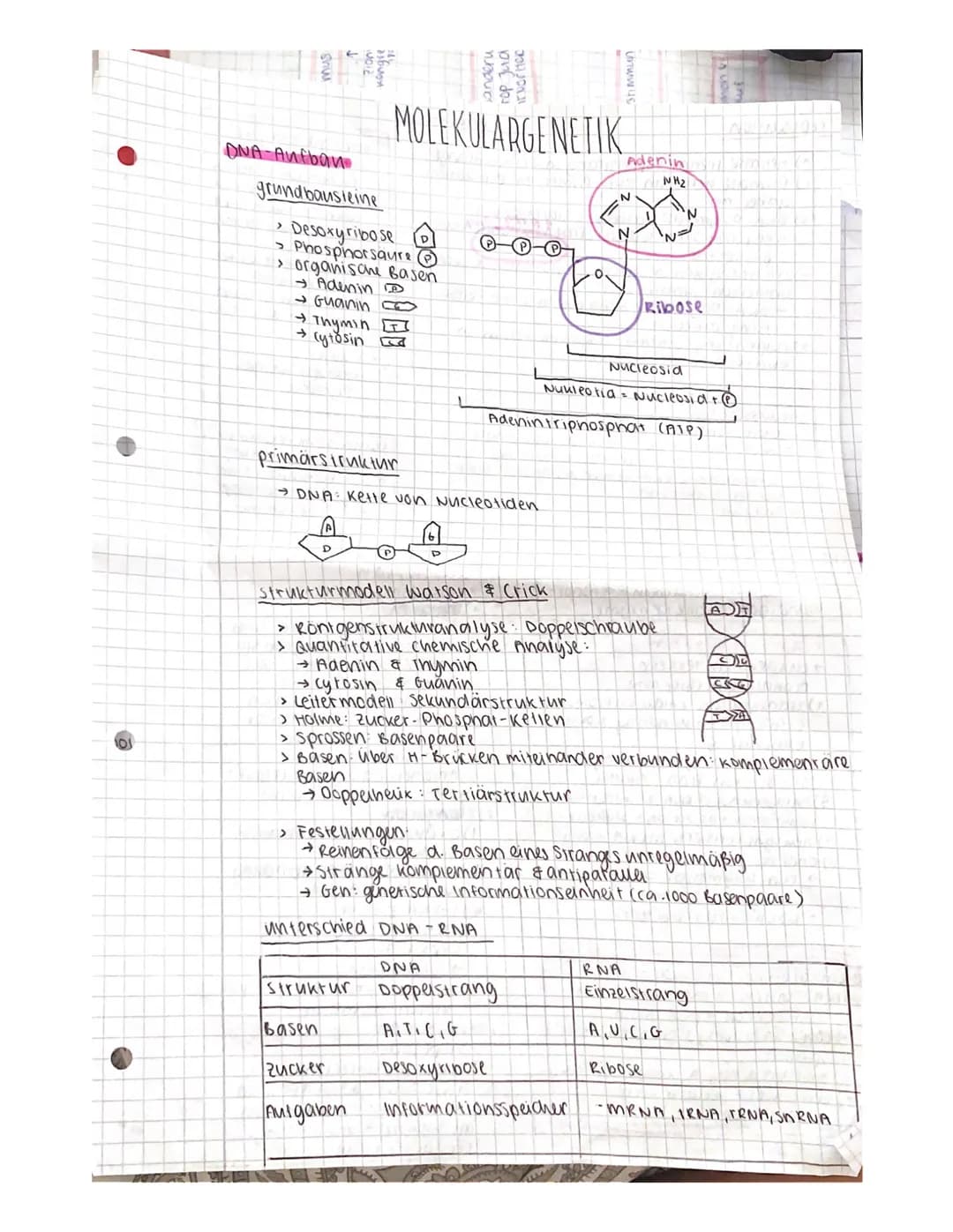 # Dan & funktion v. Nervenzellen
* Dendritenleitung a. Erregung zum Soma
* Zellkörper verarbeitung d. Erregung
* Axon wellerleitung a. Erreg