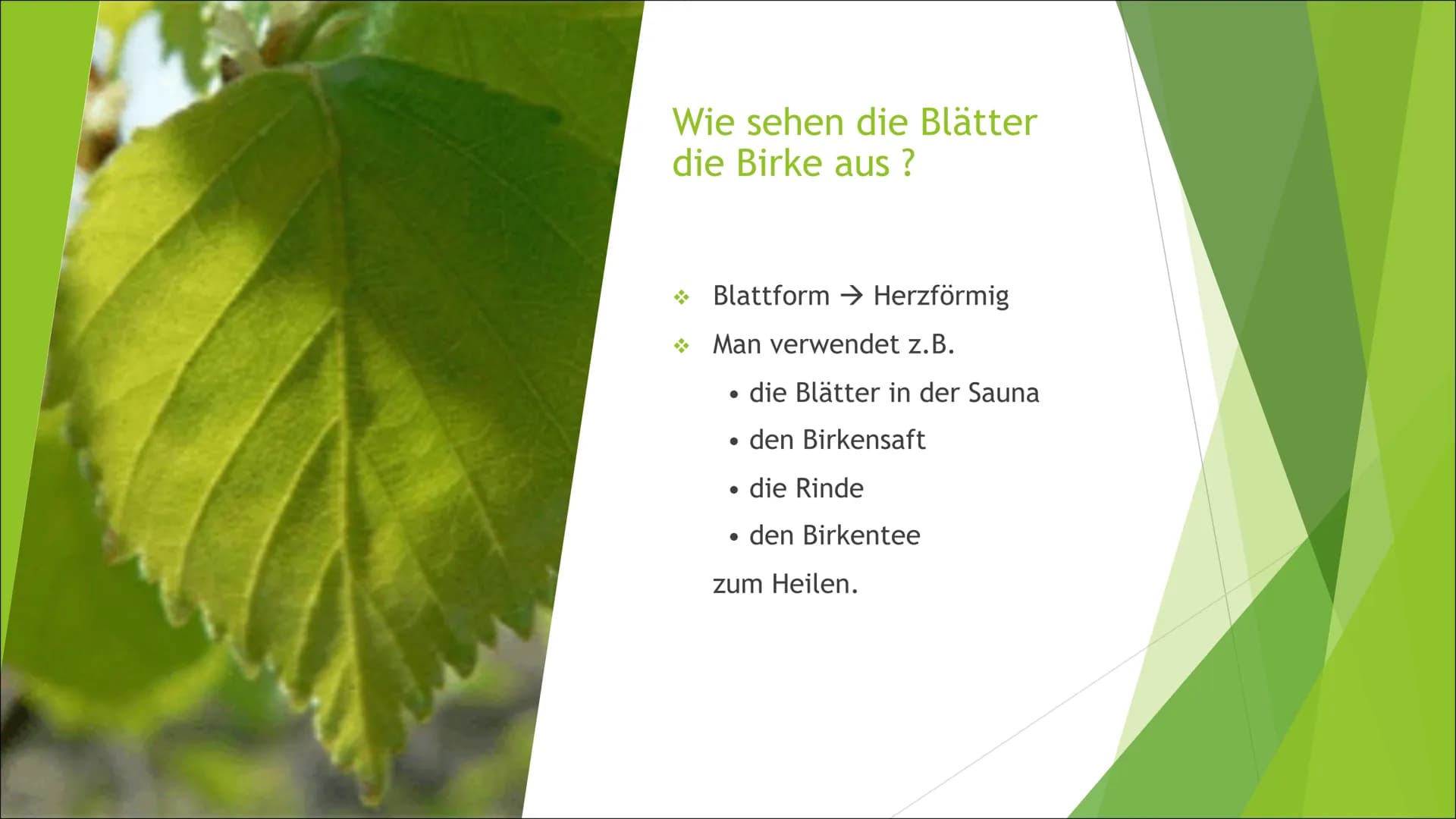 # Zusammenfassung der Birke
Die Präsentation des
Themas „Die Birke“, handelt
von z.B. den Besonderheiten,
der Holzverwendung, etc. der
Birke