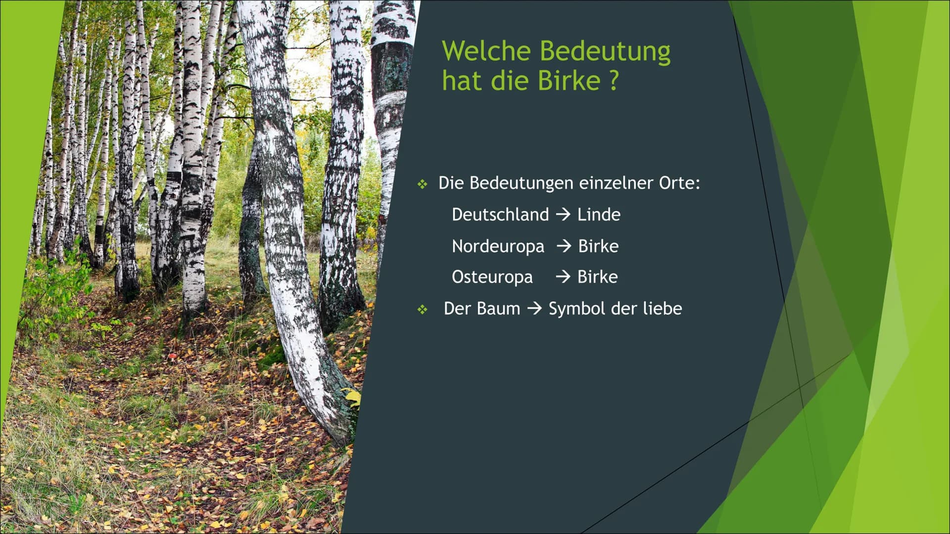 # Zusammenfassung der Birke
Die Präsentation des
Themas „Die Birke“, handelt
von z.B. den Besonderheiten,
der Holzverwendung, etc. der
Birke