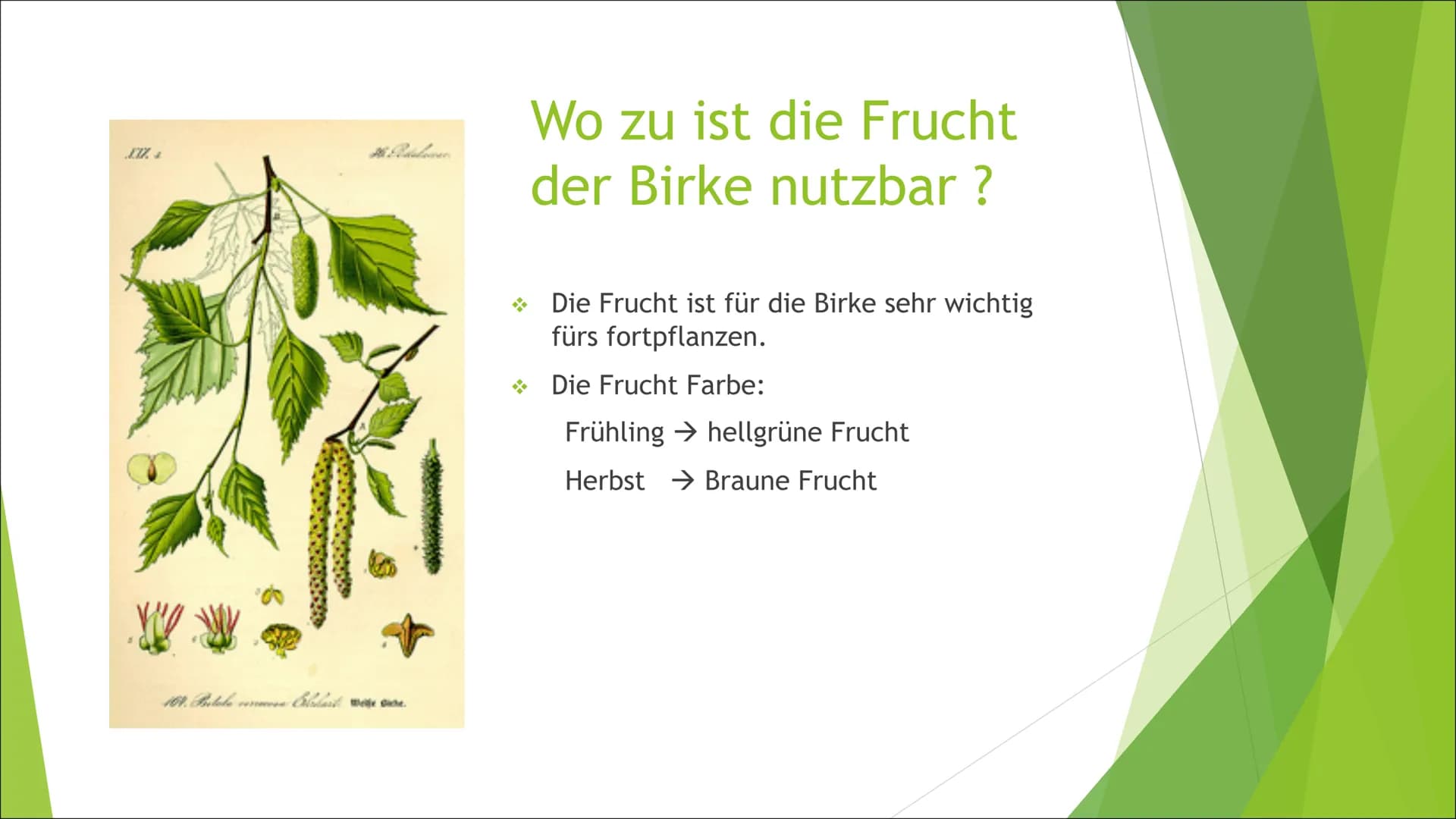 # Zusammenfassung der Birke
Die Präsentation des
Themas „Die Birke“, handelt
von z.B. den Besonderheiten,
der Holzverwendung, etc. der
Birke