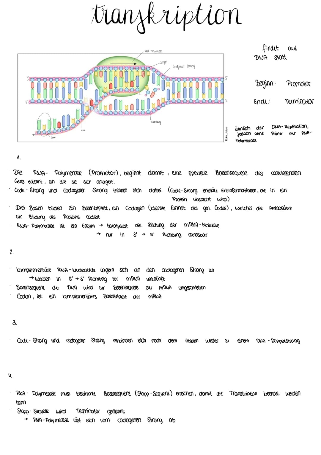 # transkription
findet auf
DNA Statt
Beginn: Promotor
Ende: Terminator
ähnlich der DNA-Replikation,
jedoch ohne Primer der RNA-
Polymeras
