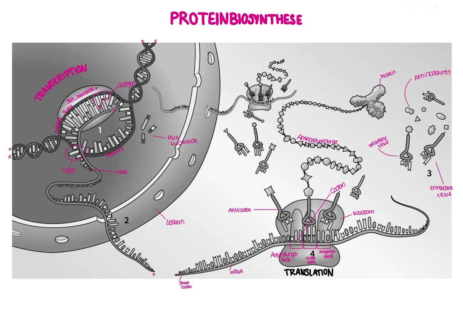 # transkription
findet auf
DNA Statt
Beginn: Promotor
Ende: Terminator
ähnlich der DNA-Replikation,
jedoch ohne Primer der RNA-
Polymeras