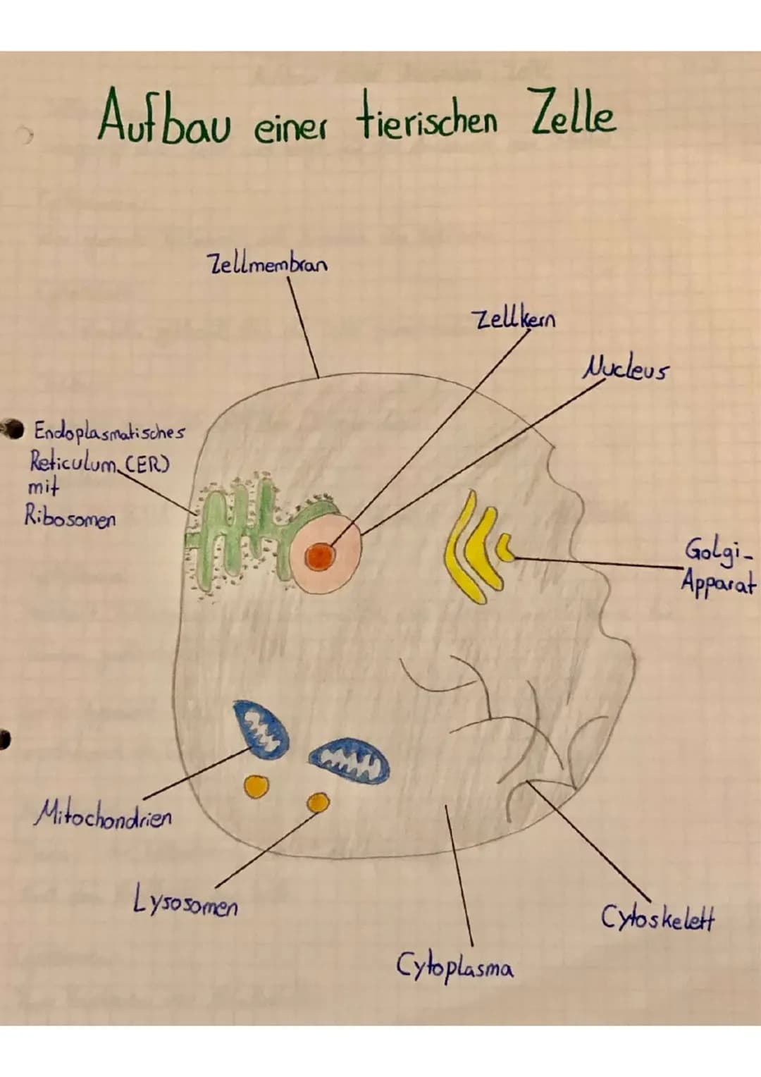 # Zellbestandteile:
pflanzliche - und tierische Zellen
| Zellbestandteile | Funktion / Aufbau |
|---|---|
| Zellkern | -> Von einer Kernmem