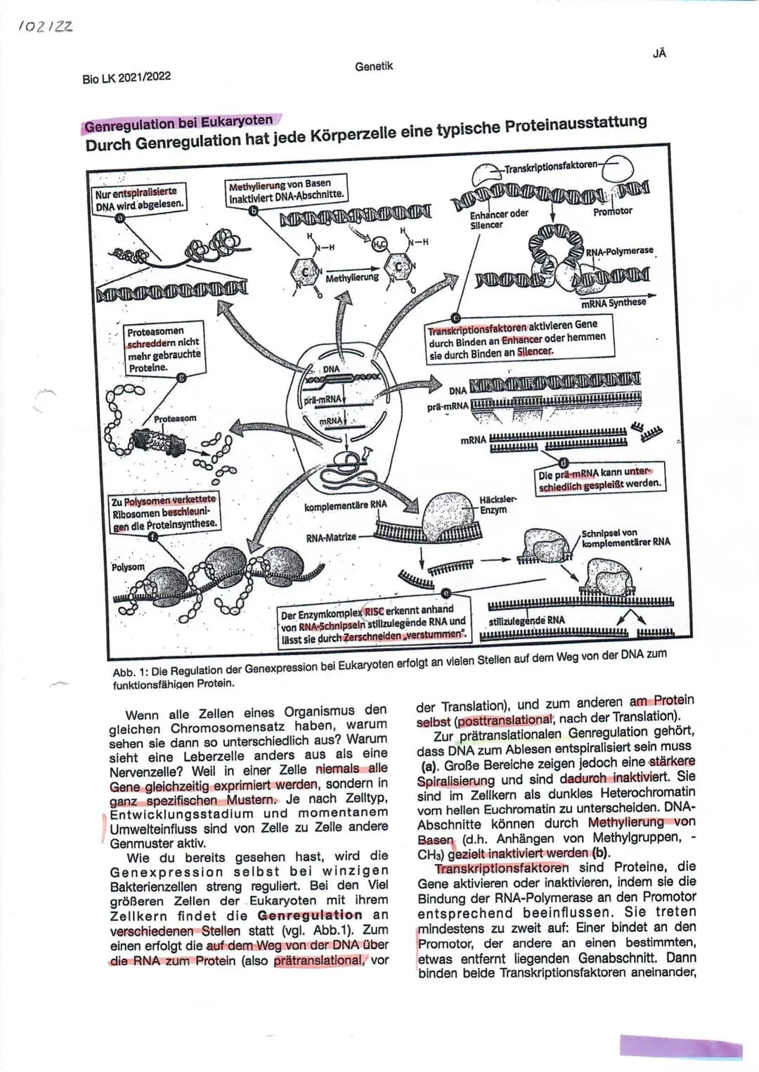 BRUNNEN
# genetischer Code
## Heutiger Genbegriff:
Gene sind Abschnitte der
chromosomen, die die
Information für die
synthese eines RNA-
Mol