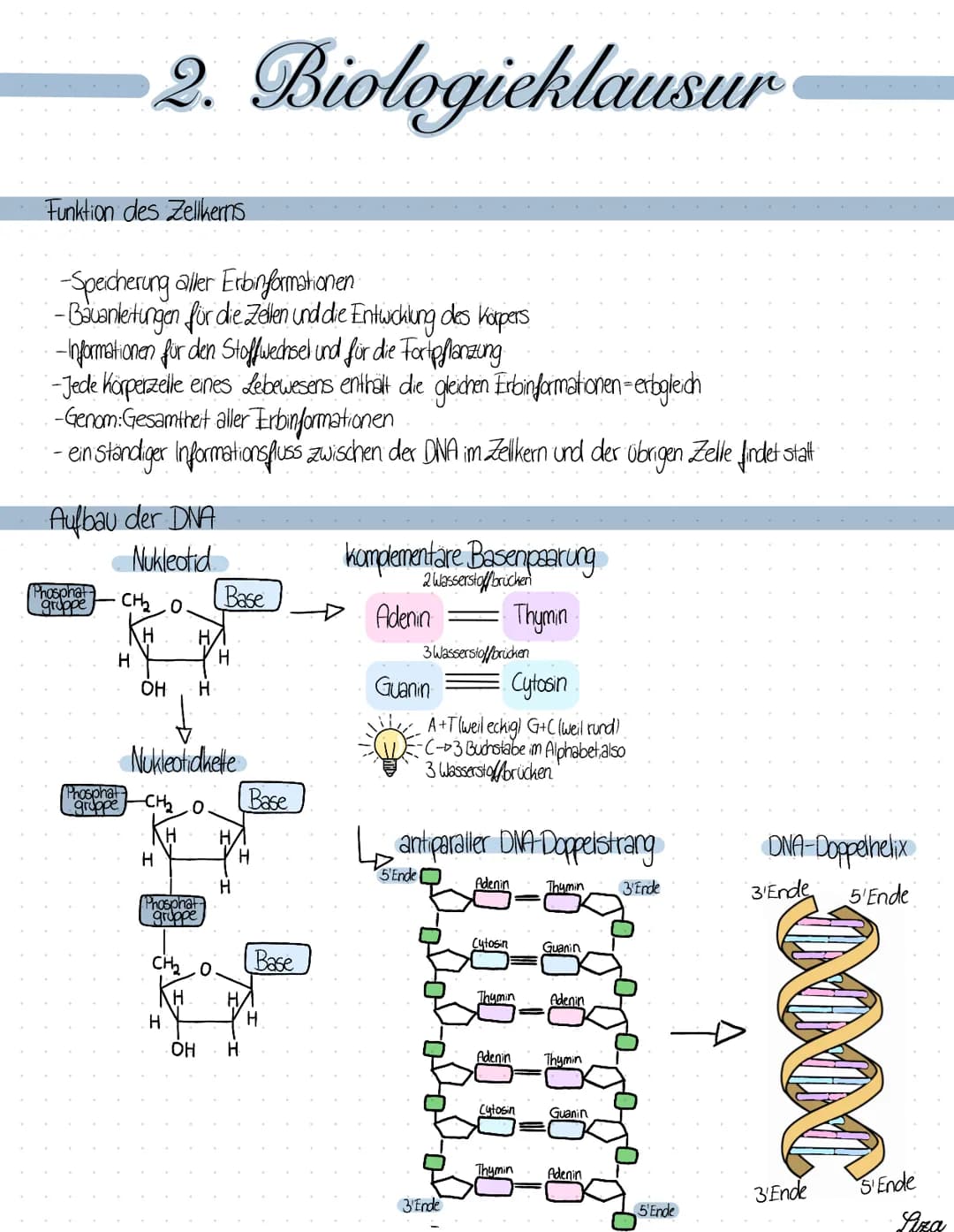 # 2. Biologieklausur
## Die Replikation
= Semikonservative, identische Verdopplung der DNA, die vor jeder Zellteilung stallfindet.
1. Der