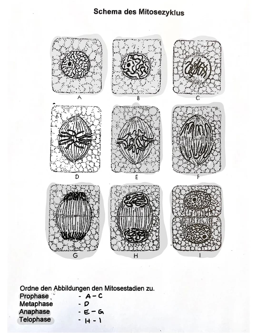# Mitose
7.12.21
Aufteilung des Erbgutes auf die Tochterzellen vor einer Zellteilung.
## Chromatin
entspiralisierter
DNA-Faden
Info zugängl