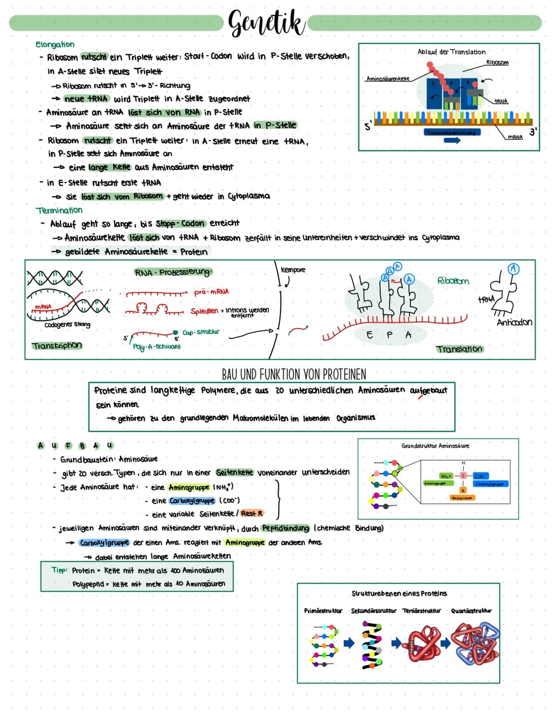 # Genetik
## Elongation
- Ribosom rutscht ein Triplett weiter: Start-Codon wird in P-Stelle verschoben, in A-Stelle sitzt neues Triplett
-