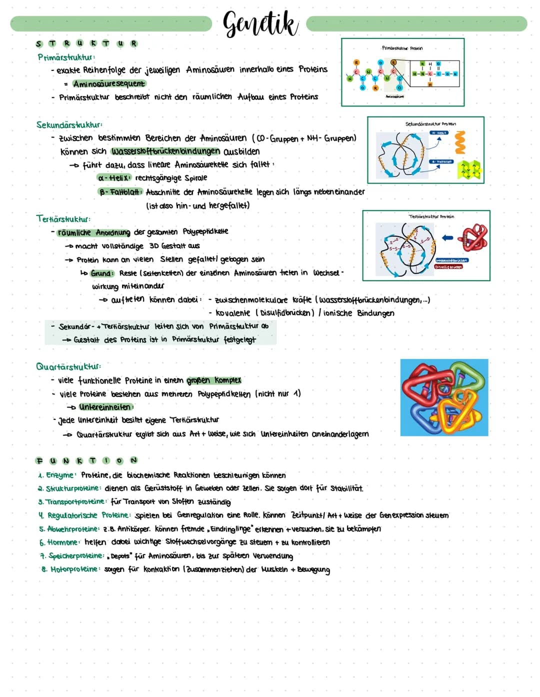 # Genetik
## Elongation
- Ribosom rutscht ein Triplett weiter: Start-Codon wird in P-Stelle verschoben, in A-Stelle sitzt neues Triplett
-
