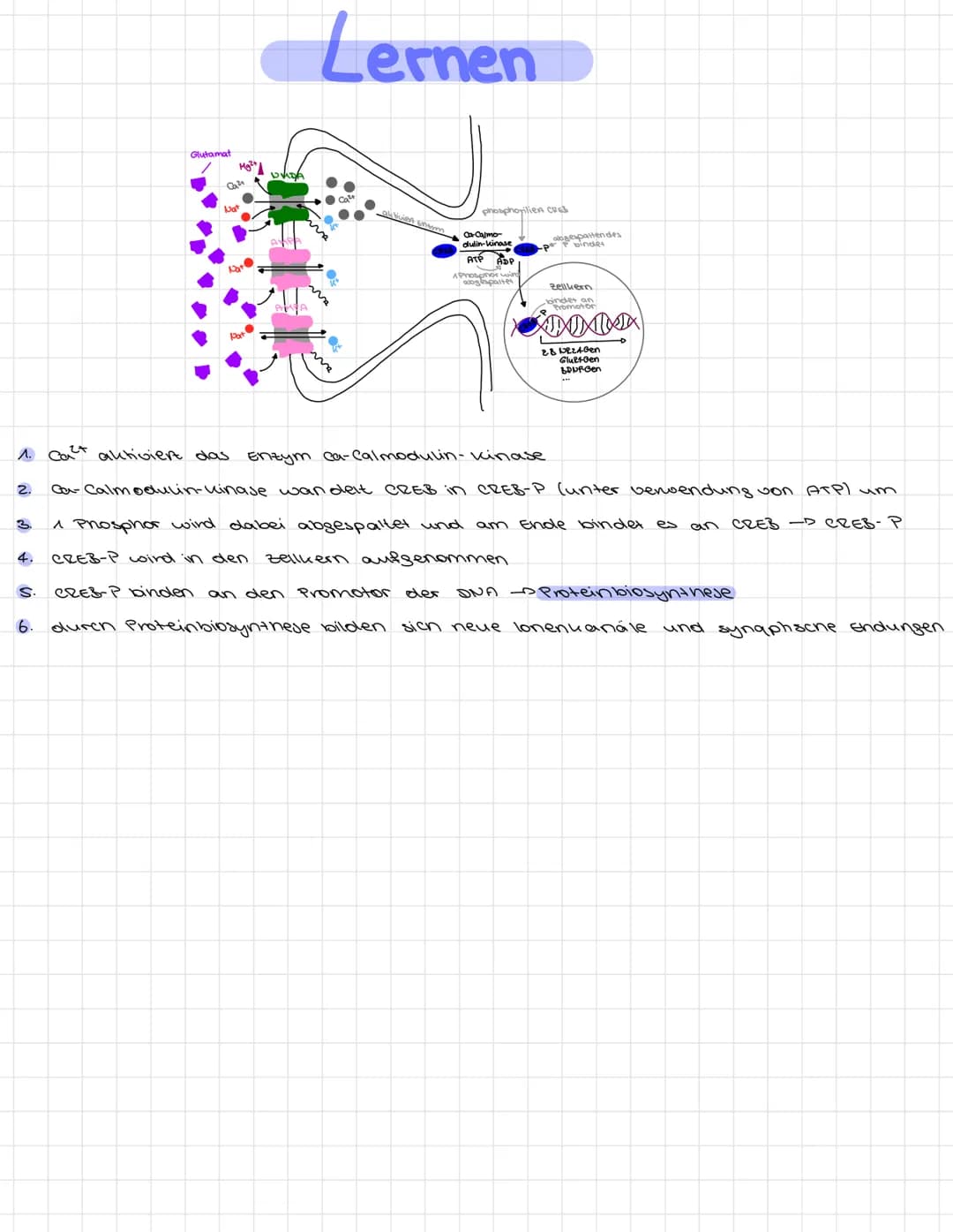 # Langzeitpotenzierung
- Vorraussetzung dafür, dass Lernen stattfinden kann.
- Epfent, der über stunden annalt
Axon des Sender-Neurons
End