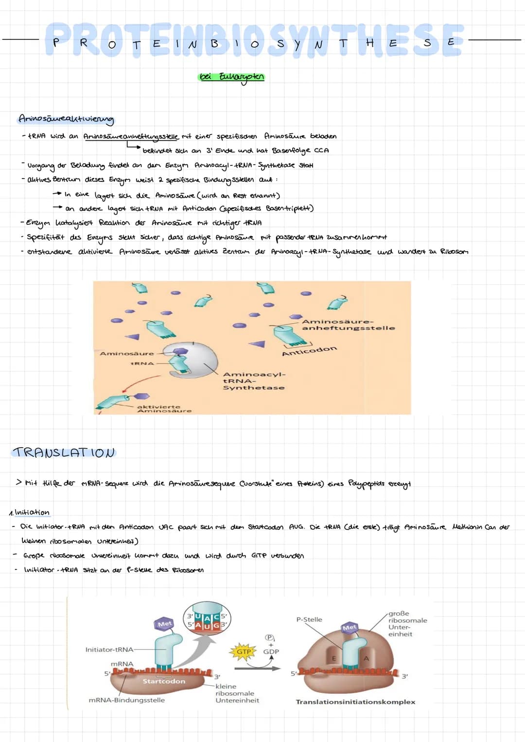 # PROTEINBIOSYNTHESE
## bei Eukaryoten
DNA-Matritzenstraing -> Transkription -> pra-RUA -> RNA-Prozessierung
↓
mRNA
Polypeptid <- Translat
