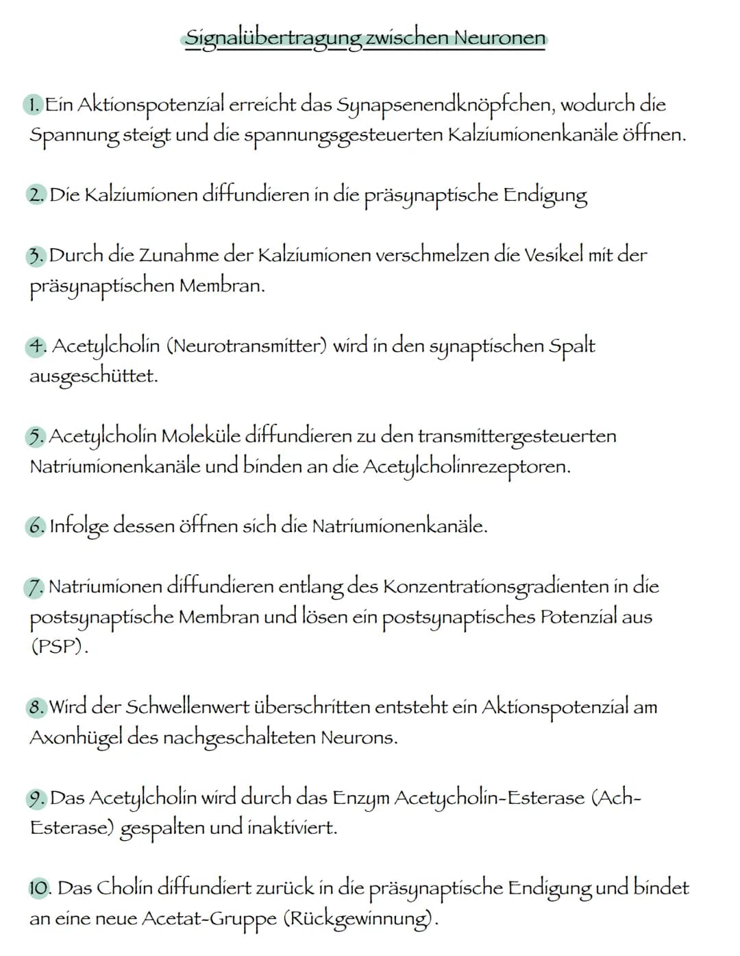 # Signalübertragung zwischen Neuronen
1. Ein Aktionspotenzial erreicht das Synapsenendknöpfchen, wodurch die Spannung steigt und die spannu