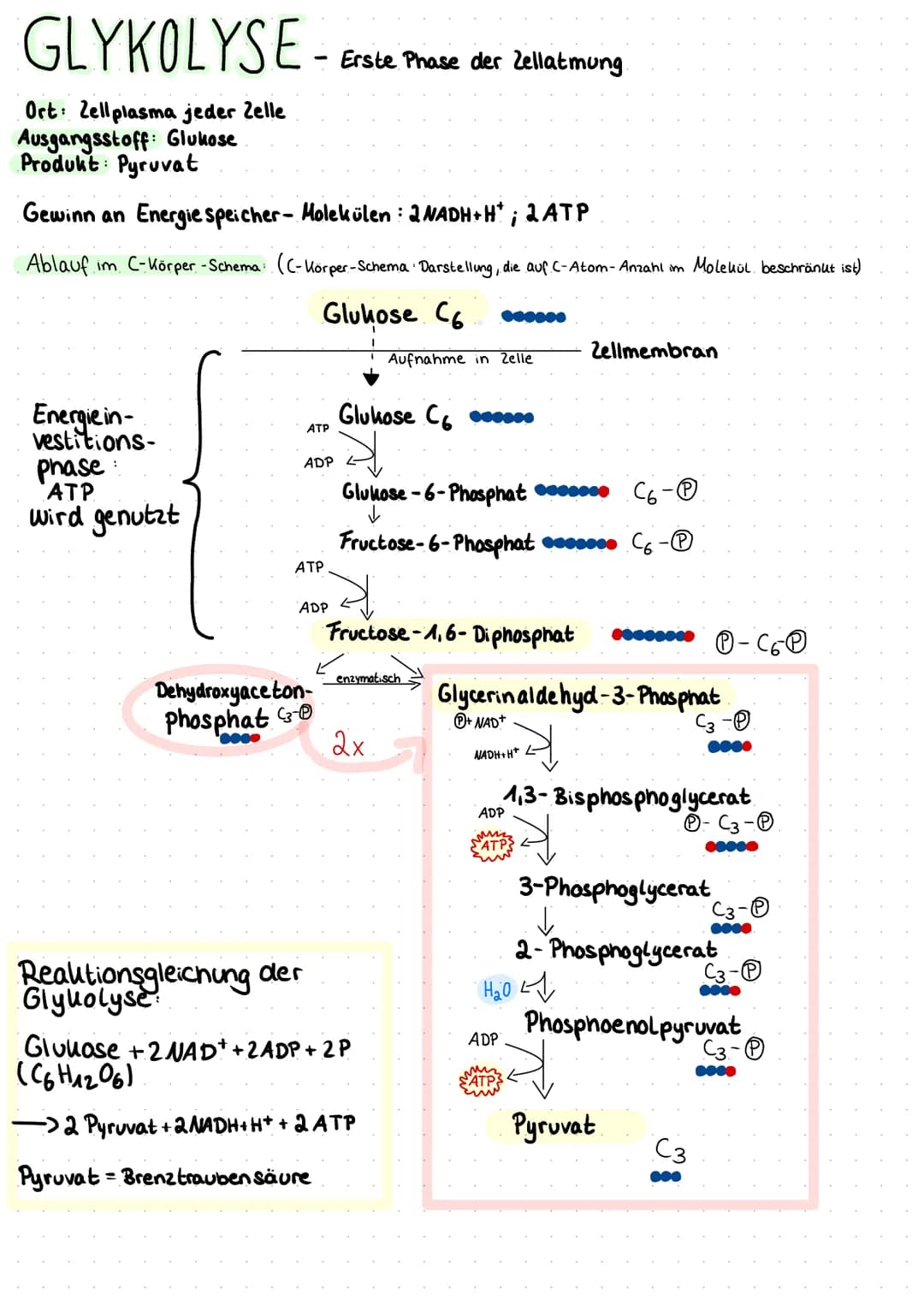 # GLYKOLYSE - Erste Phase der Zellatmung
Ort: Zellplasma jeder Zelle
Ausgangsstoff: Glukose
Produkt: Pyruvat
Gewinn an Energiespeicher-Molek