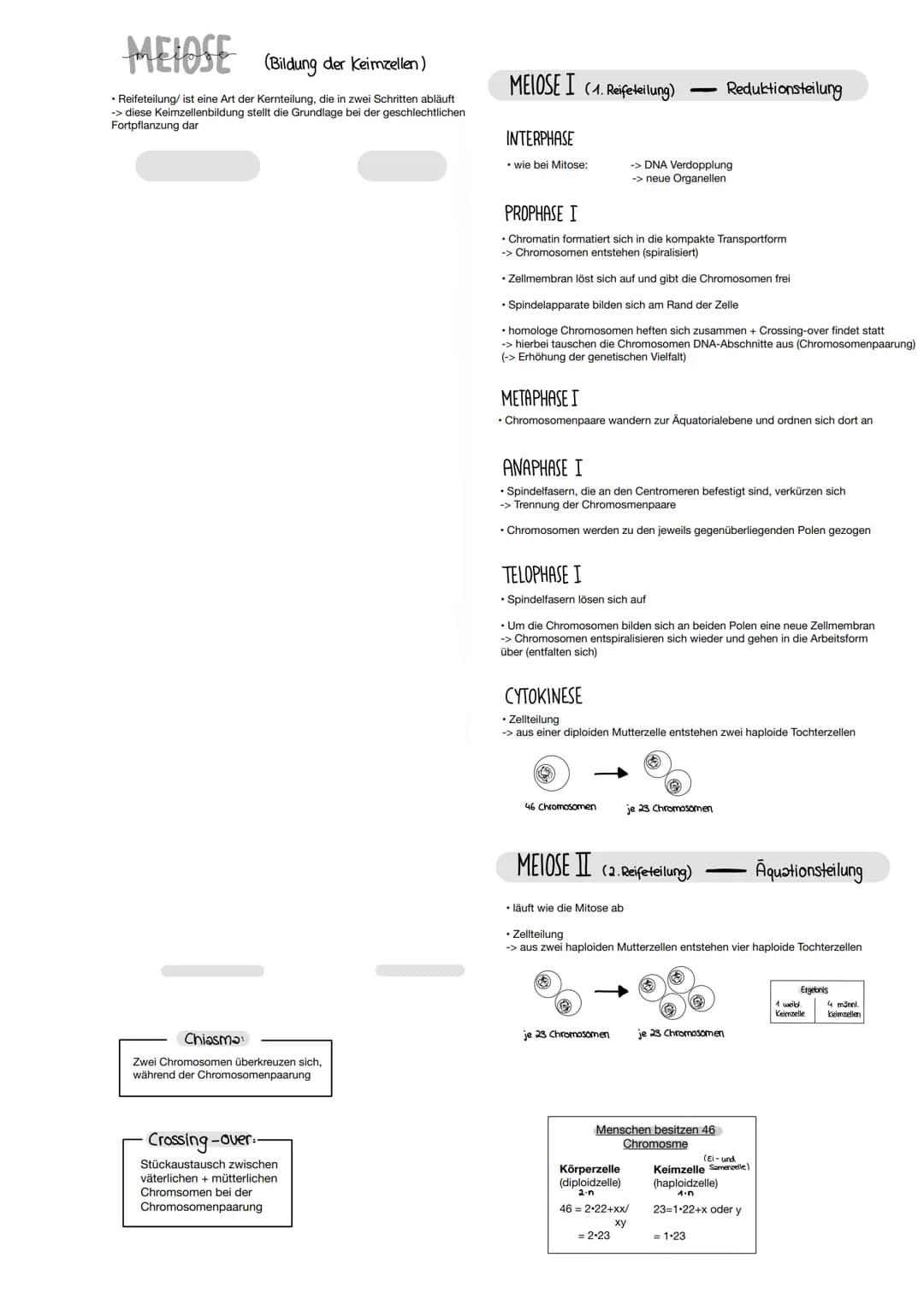 Mitose und Meiose – Seite 3