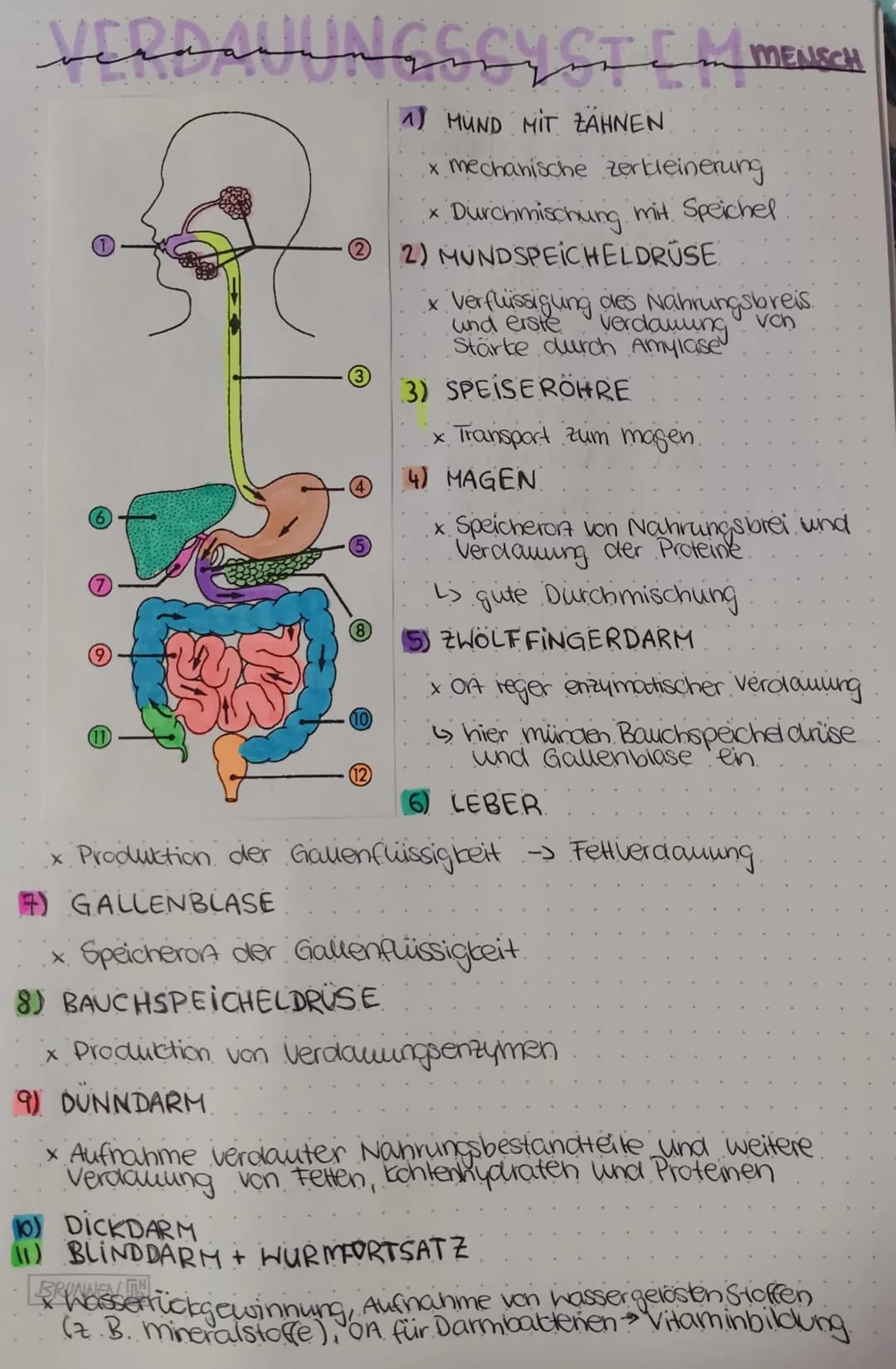 # VERDAUUNGSSYSTEM MENSCH
1) MUND MIT ZÄHNEN
- mechanische Zerkleinerung
- Durchmischung mit Speichel.
2) MUNDSPEICHELDRÜSE
- Verflüssigung