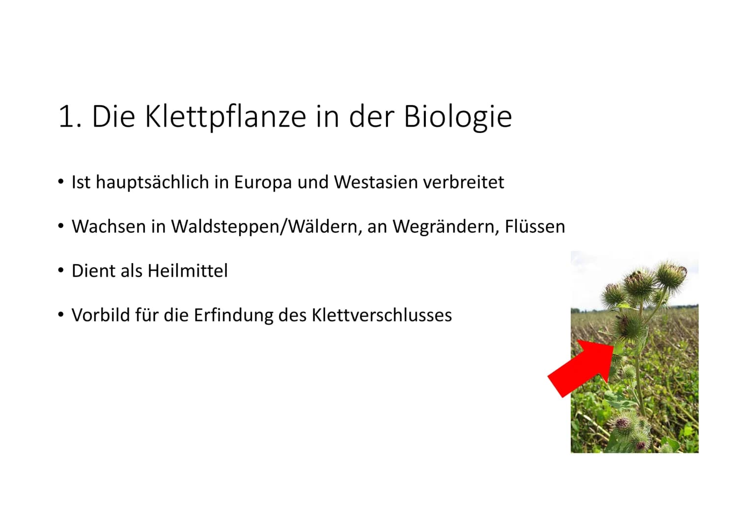 NwT
# Die Klettpflanze
## 1. Die Klettpflanze in der Biologie
Wachsen in Waldsteppen/Wäldern, an Wegrändern, Flüssen
## 2. Das Klettprinz