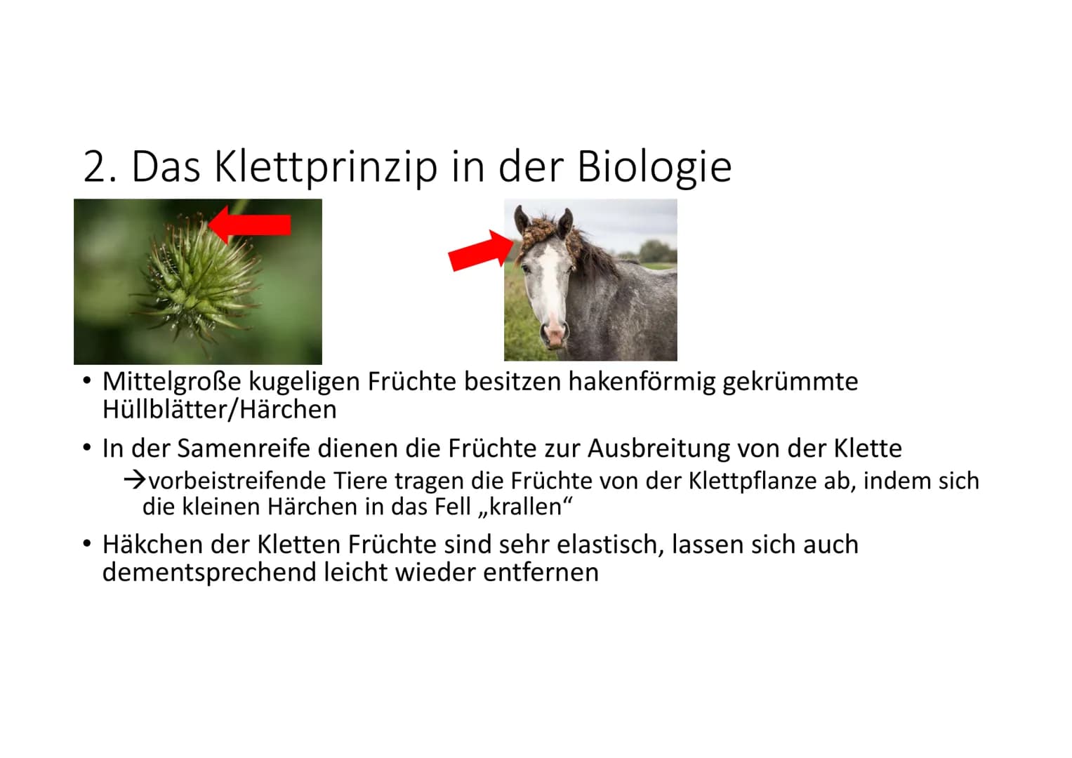 NwT
# Die Klettpflanze
## 1. Die Klettpflanze in der Biologie
Wachsen in Waldsteppen/Wäldern, an Wegrändern, Flüssen
## 2. Das Klettprinz