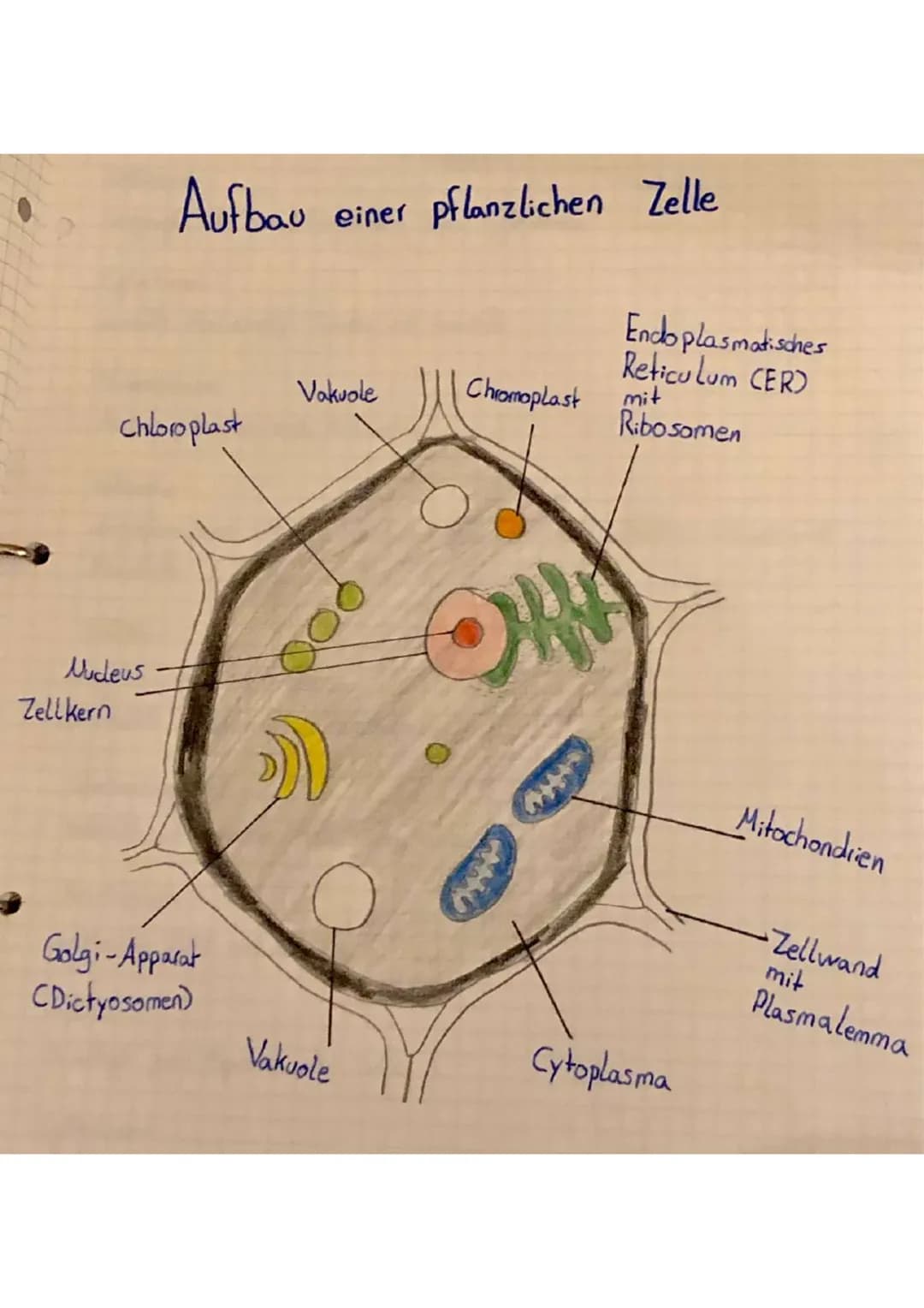 # Aufbau einer pflanzlichen Zelle
Endoplasmatisches
Reticulum (ER)
mit
Ribosomen
Vakuole
Chromoplast
Chloroplast
Nucleus
Zellkern
Golgi-