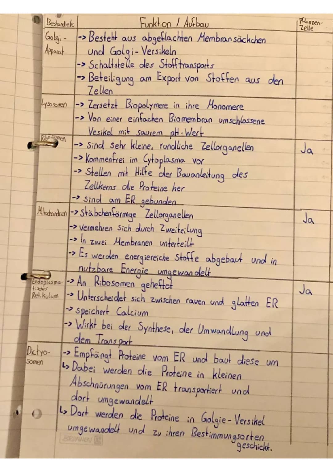 # Aufbau einer pflanzlichen Zelle
Endoplasmatisches
Reticulum (ER)
mit
Ribosomen
Vakuole
Chromoplast
Chloroplast
Nucleus
Zellkern
Golgi-