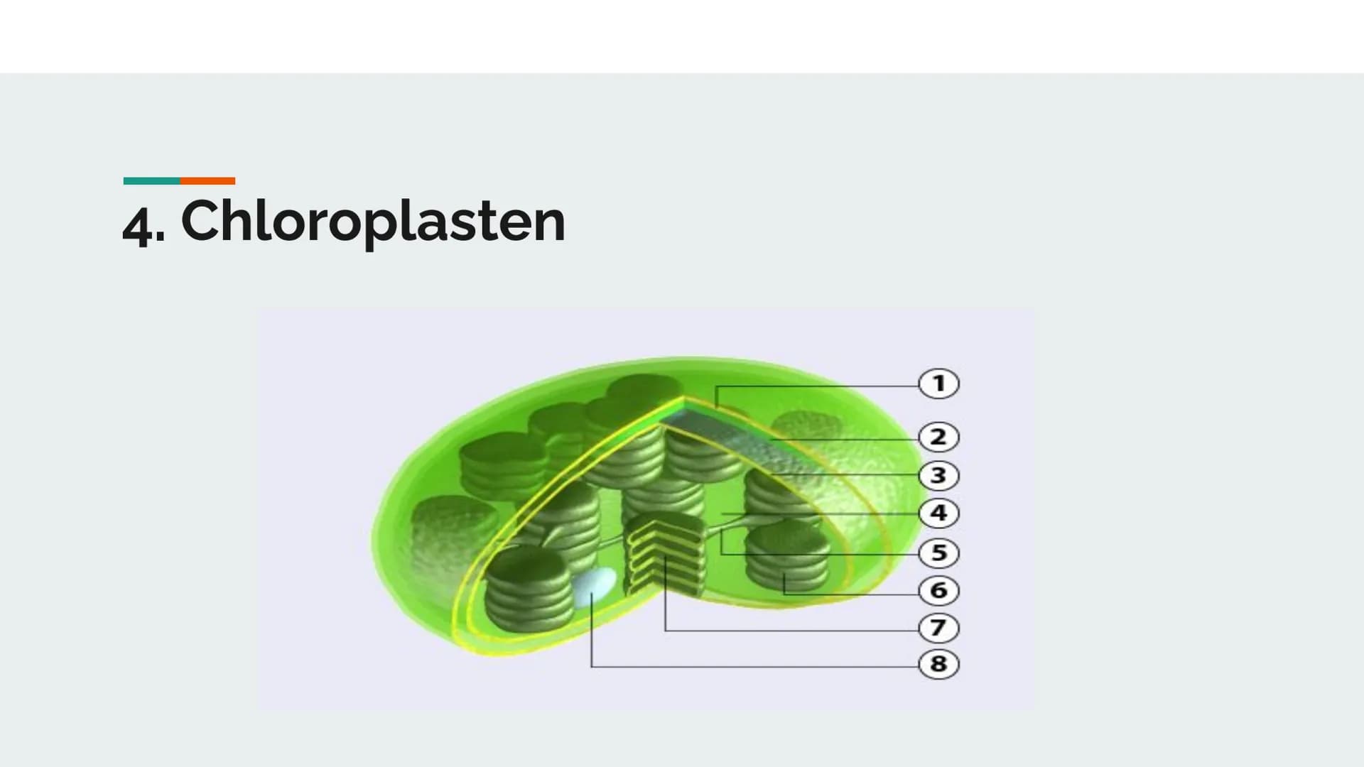 Fotosynthese
Vortrag von Darleen Noah # Gliederung
1. Was ist Fotosynthese?
2. Wie funktioniert Fotosynthese?
3. Das Blatt
4. Chloroplasten