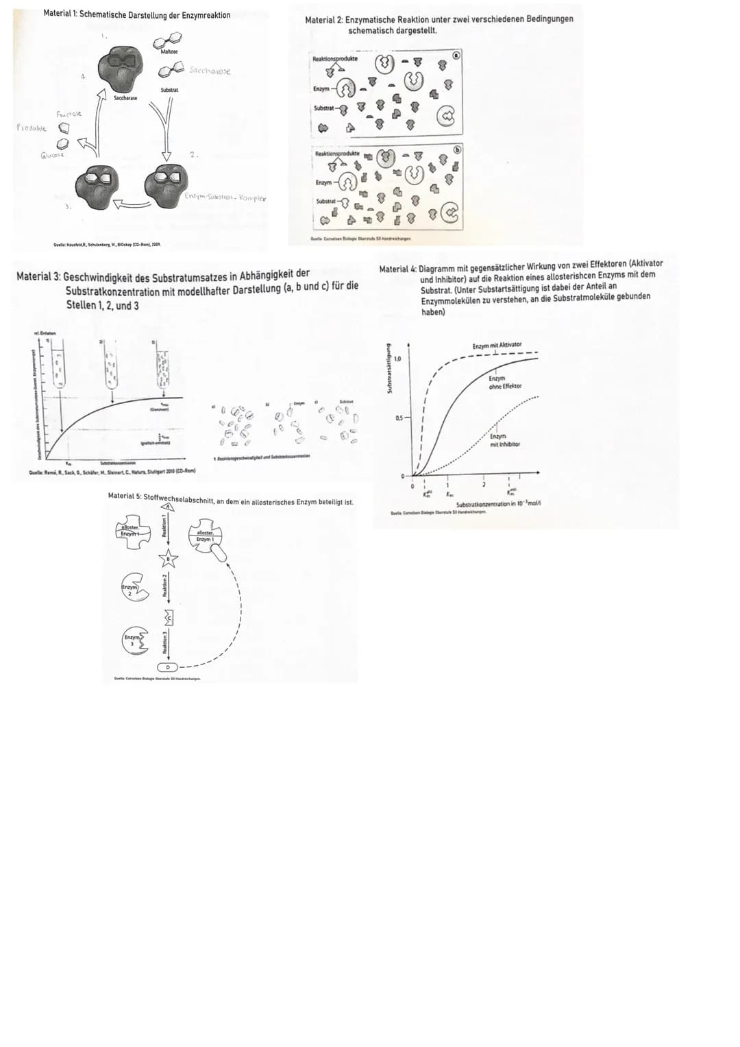<h2>Enzyme und ihre Wirkung</h2>
<p>Zuerst liegen das Enzym Saccharase und 2 Substrate, ein unbenanntes und einmal Maltose vor. Die Maltose