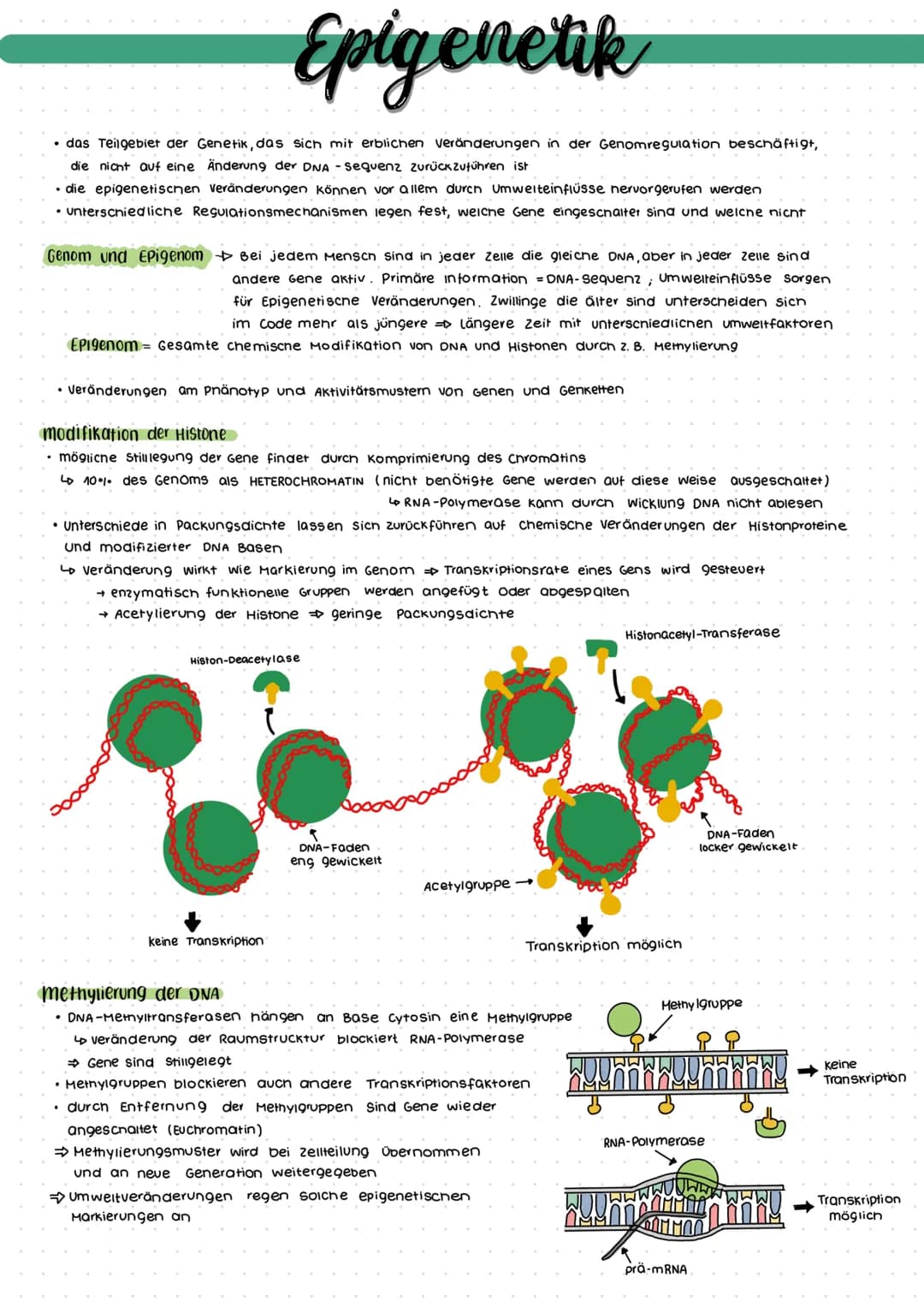 # Epigenetik
- das Teilgebiet der Genetik, das sich mit erblichen Veränderungen in der Genomregulation beschäftigt,
die nicht auf eine Änd