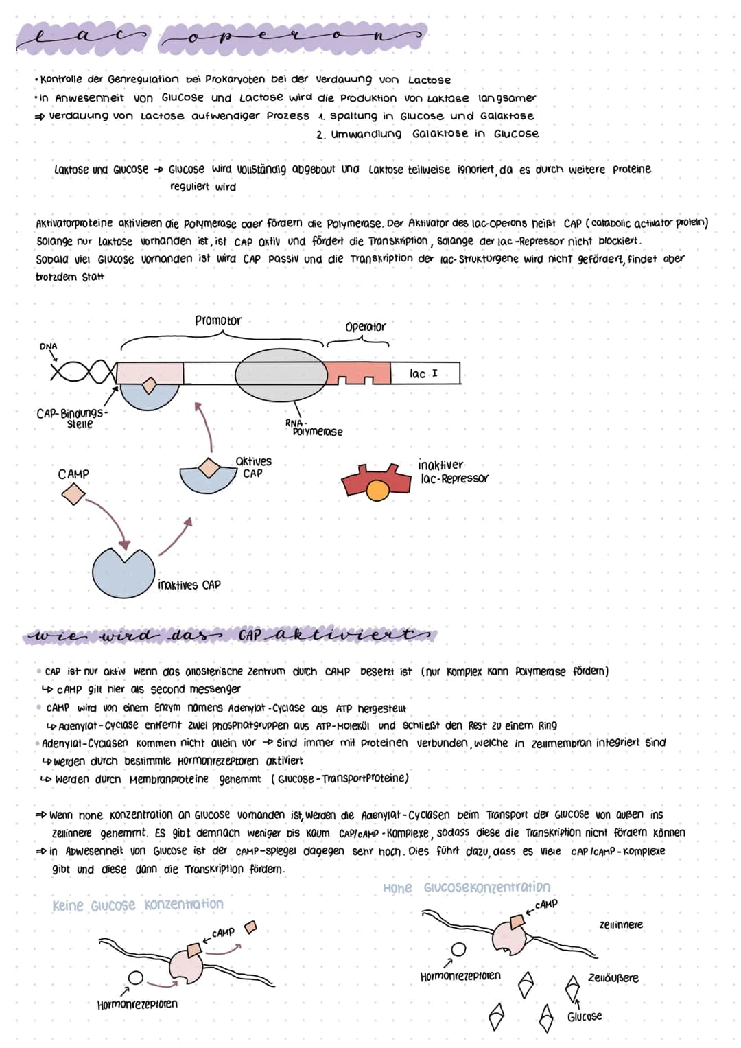 # Epigenetik
- das Teilgebiet der Genetik, das sich mit erblichen Veränderungen in der Genomregulation beschäftigt,
die nicht auf eine Änd