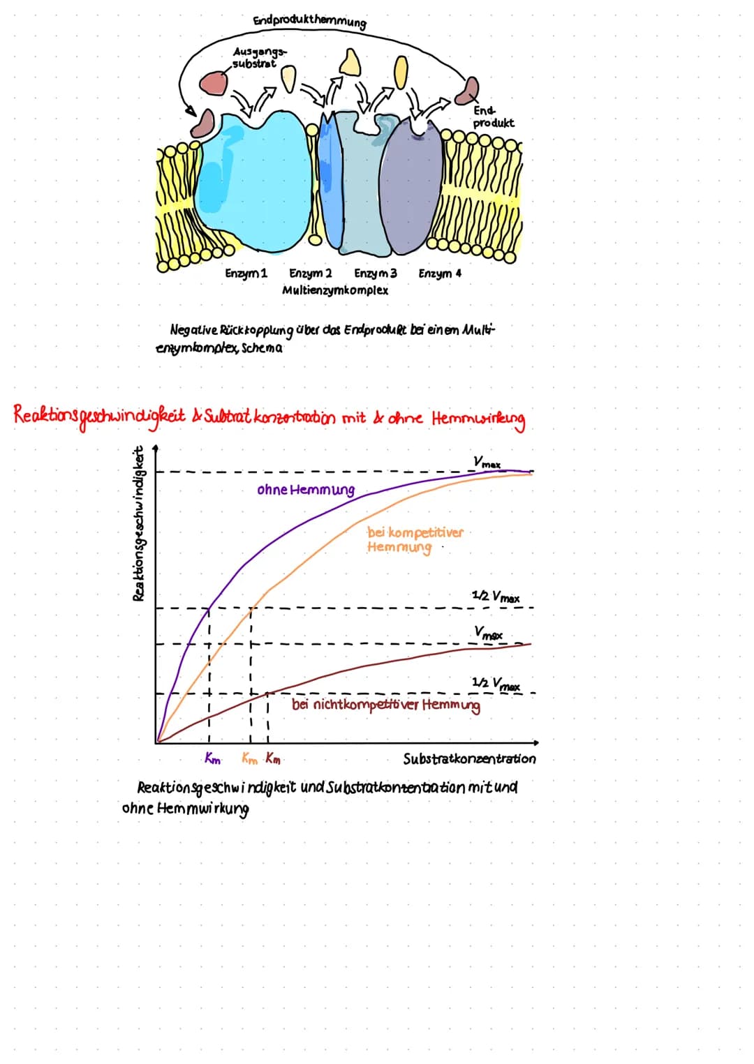 # Verschiedene Arten der Hemmung
## reversible Hemmung
Der Inhibitor bindet vorübergehend an das Enzym und kann wieder abgespalten werden. D