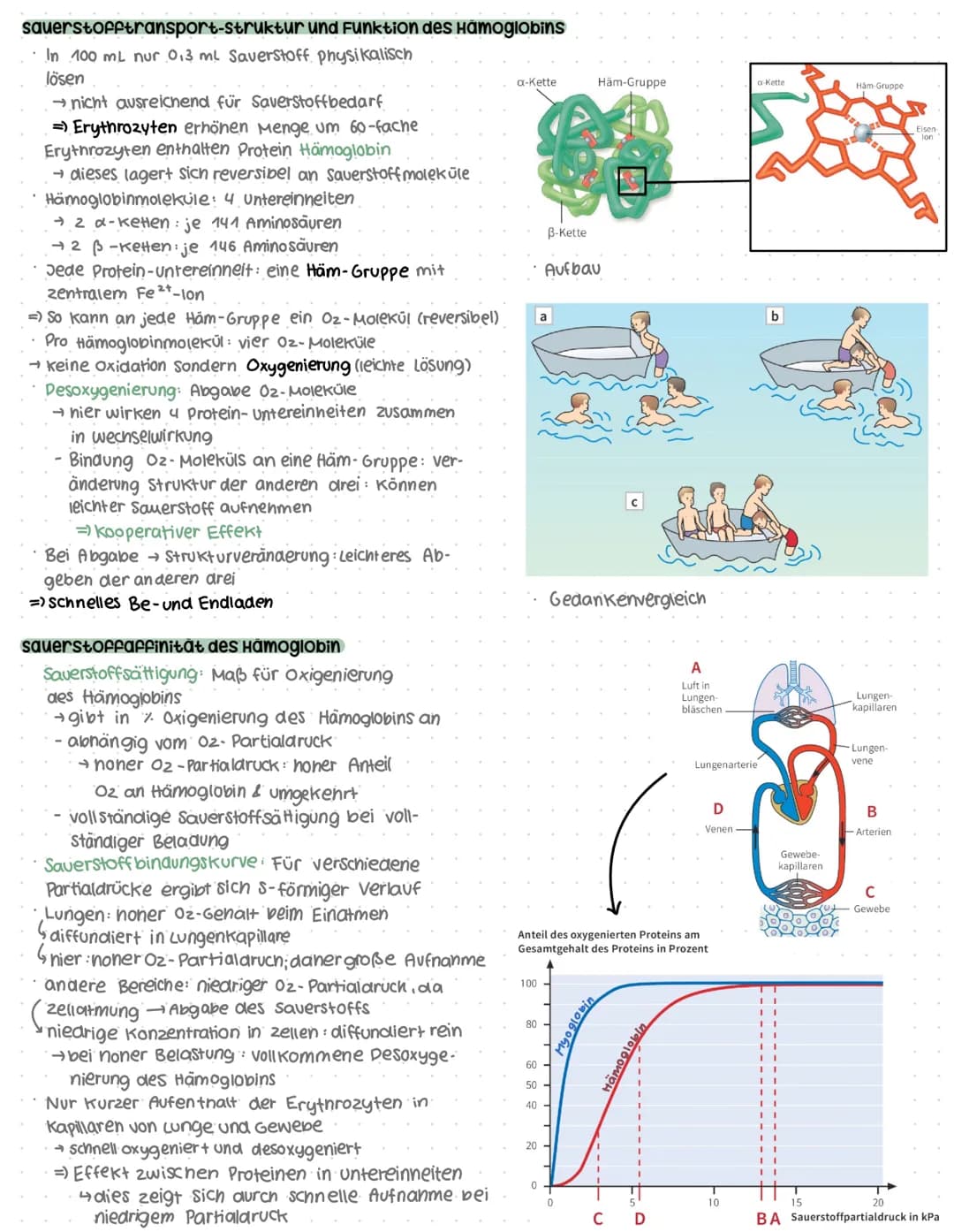 # Genaktivität
## Proteinbiosynthese
### Allgemein
* DNA = Desoxyribonukleinsäure
* Doppelhelix
* Enthalten im Zellkern
* → Synthese der Pr