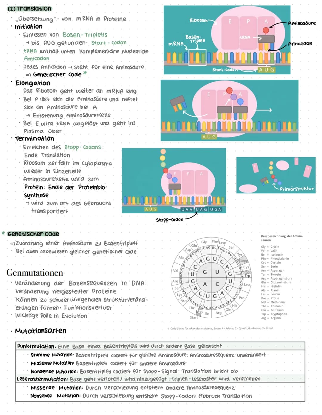 # Genaktivität
## Proteinbiosynthese
### Allgemein
* DNA = Desoxyribonukleinsäure
* Doppelhelix
* Enthalten im Zellkern
* → Synthese der Pr