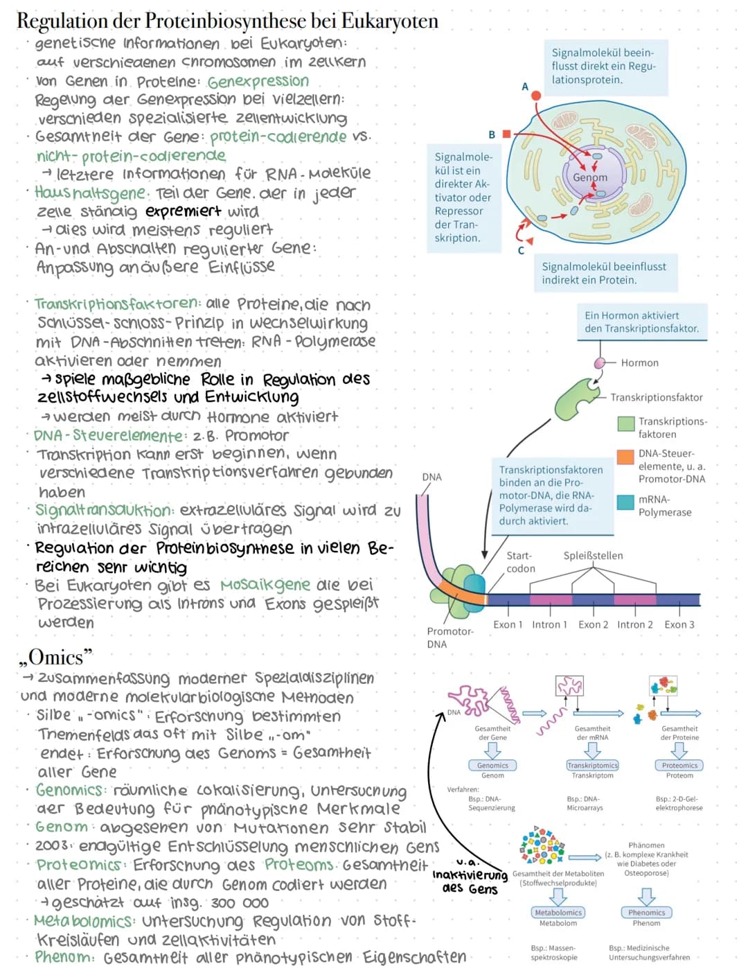 # Genaktivität
## Proteinbiosynthese
### Allgemein
* DNA = Desoxyribonukleinsäure
* Doppelhelix
* Enthalten im Zellkern
* → Synthese der Pr