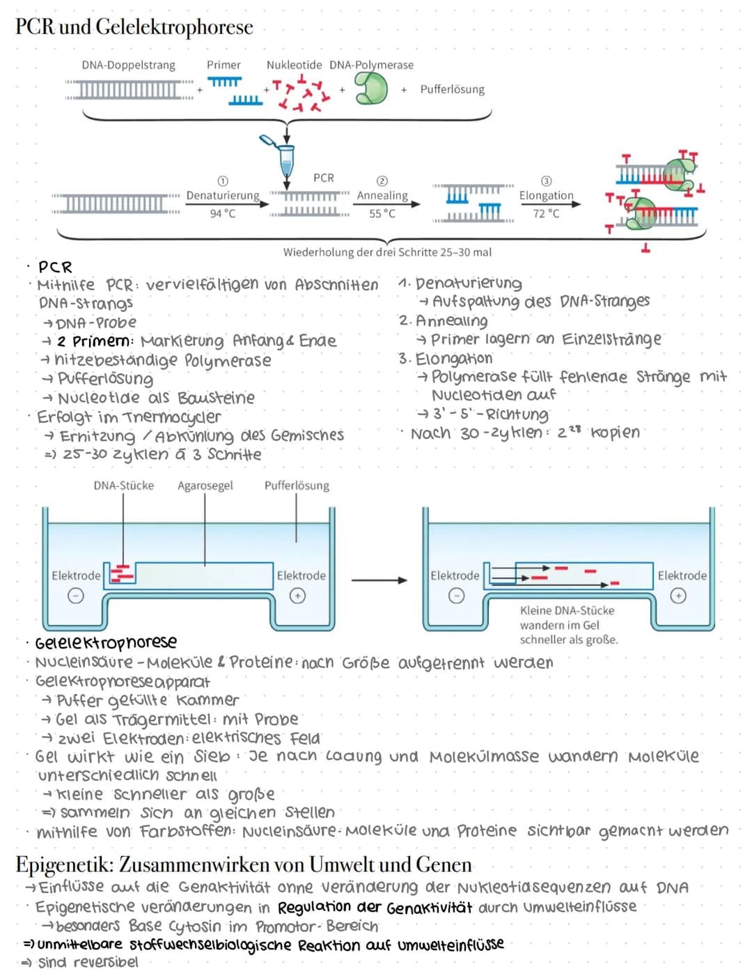 # Genaktivität
## Proteinbiosynthese
### Allgemein
* DNA = Desoxyribonukleinsäure
* Doppelhelix
* Enthalten im Zellkern
* → Synthese der Pr