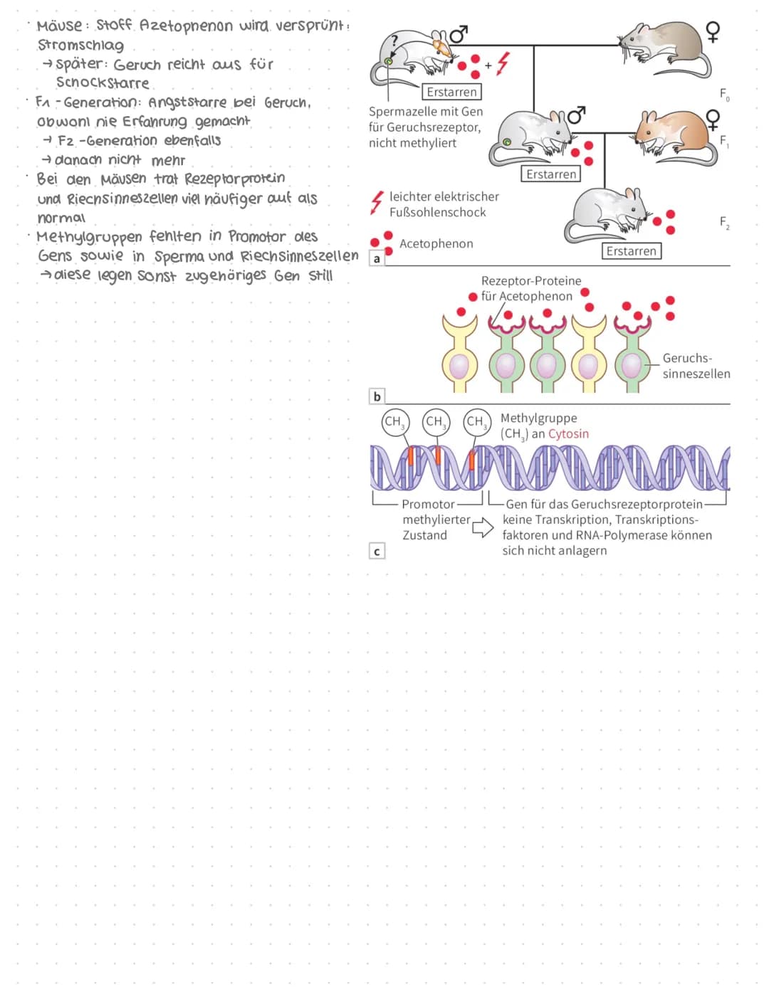 # Genaktivität
## Proteinbiosynthese
### Allgemein
* DNA = Desoxyribonukleinsäure
* Doppelhelix
* Enthalten im Zellkern
* → Synthese der Pr