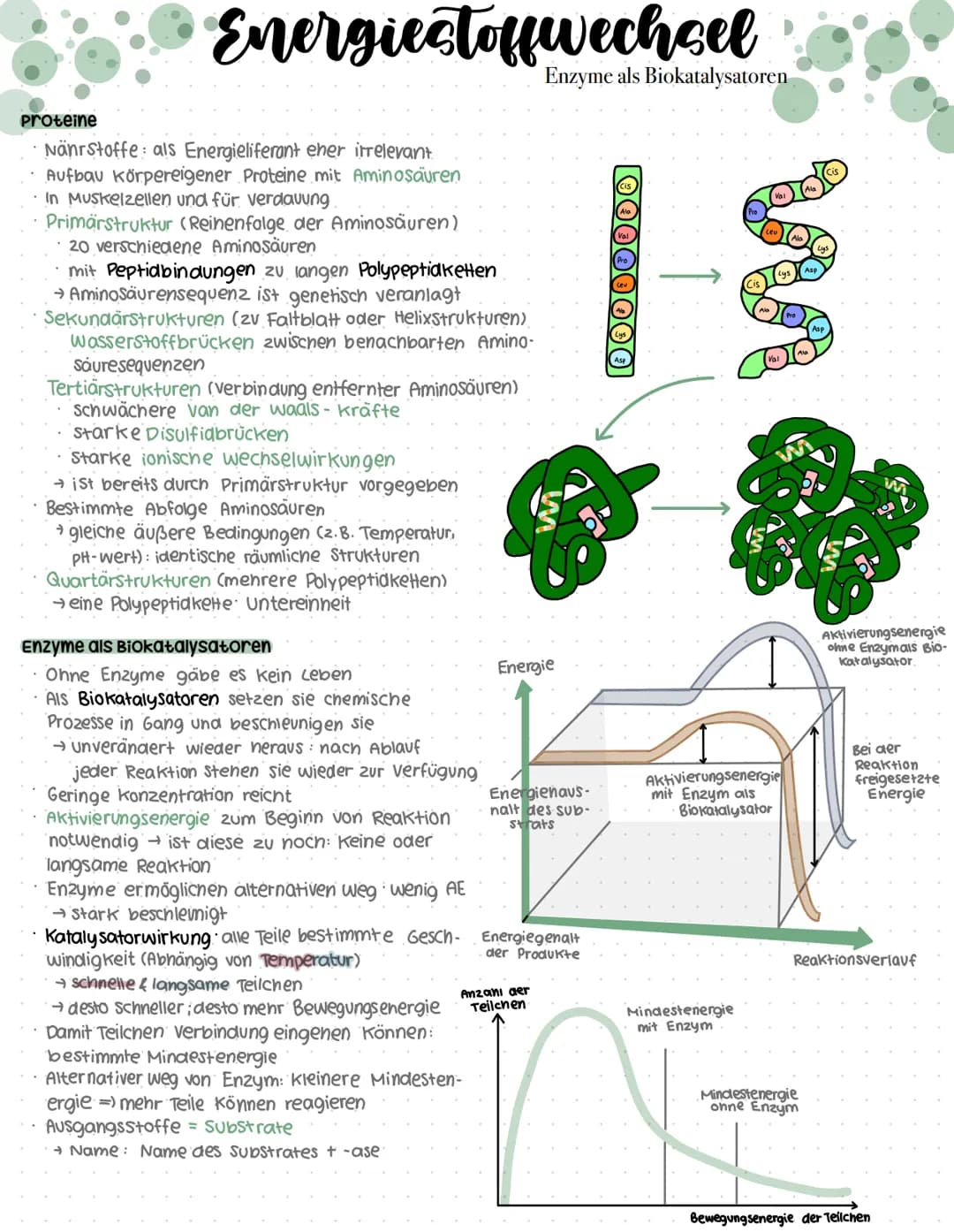 # Genaktivität
## Proteinbiosynthese
### Allgemein
* DNA = Desoxyribonukleinsäure
* Doppelhelix
* Enthalten im Zellkern
* → Synthese der Pr