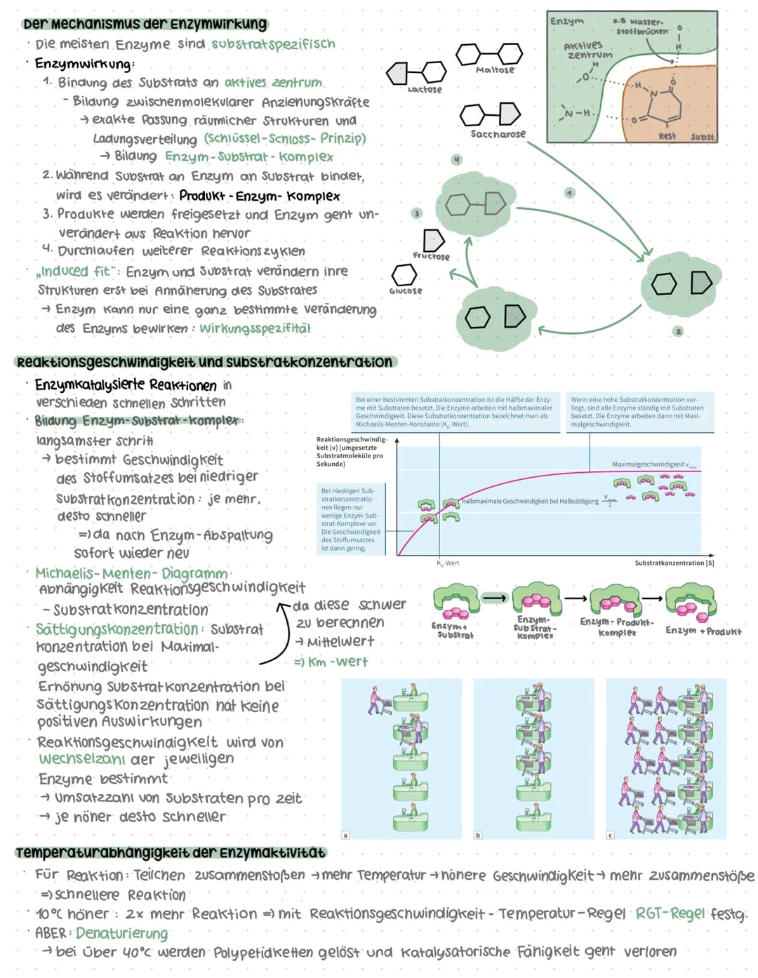 # Genaktivität
## Proteinbiosynthese
### Allgemein
* DNA = Desoxyribonukleinsäure
* Doppelhelix
* Enthalten im Zellkern
* → Synthese der Pr