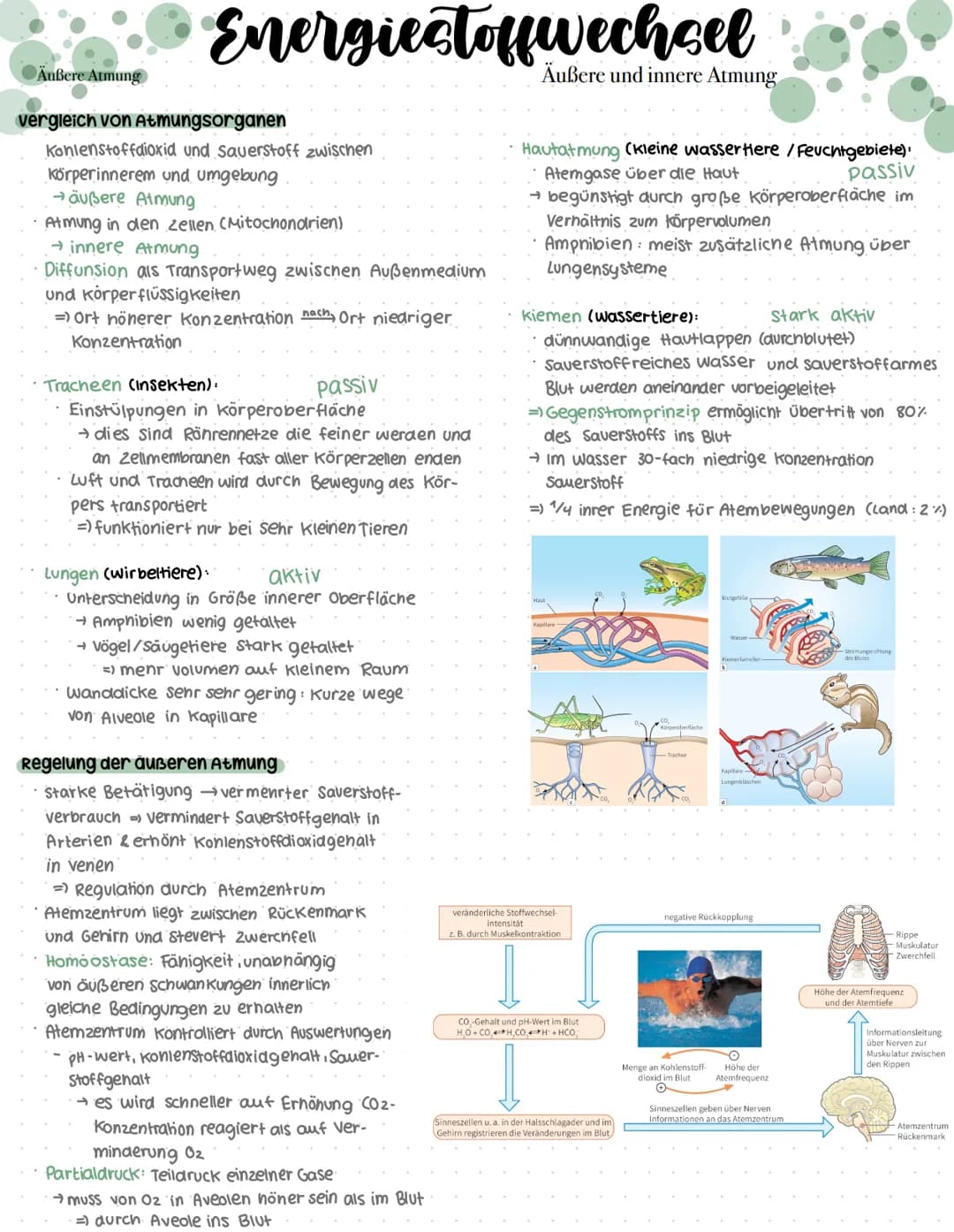 # Genaktivität
## Proteinbiosynthese
### Allgemein
* DNA = Desoxyribonukleinsäure
* Doppelhelix
* Enthalten im Zellkern
* → Synthese der Pr