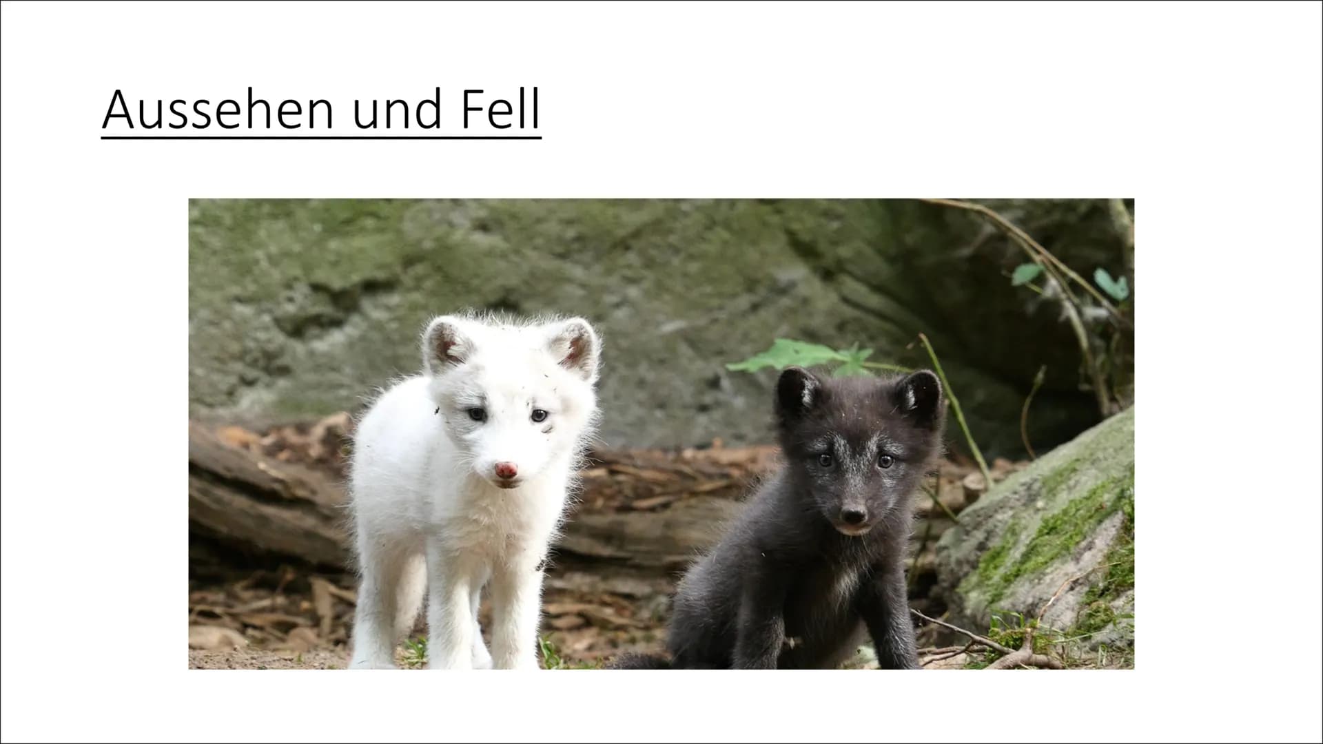 <h2>Einleitung: Der Polarfuchs</h2>
<p>Heute werde ich euch etwas über den Polarfuchs informieren, der auch Eisfuchs oder Vulpes lagopus ge
