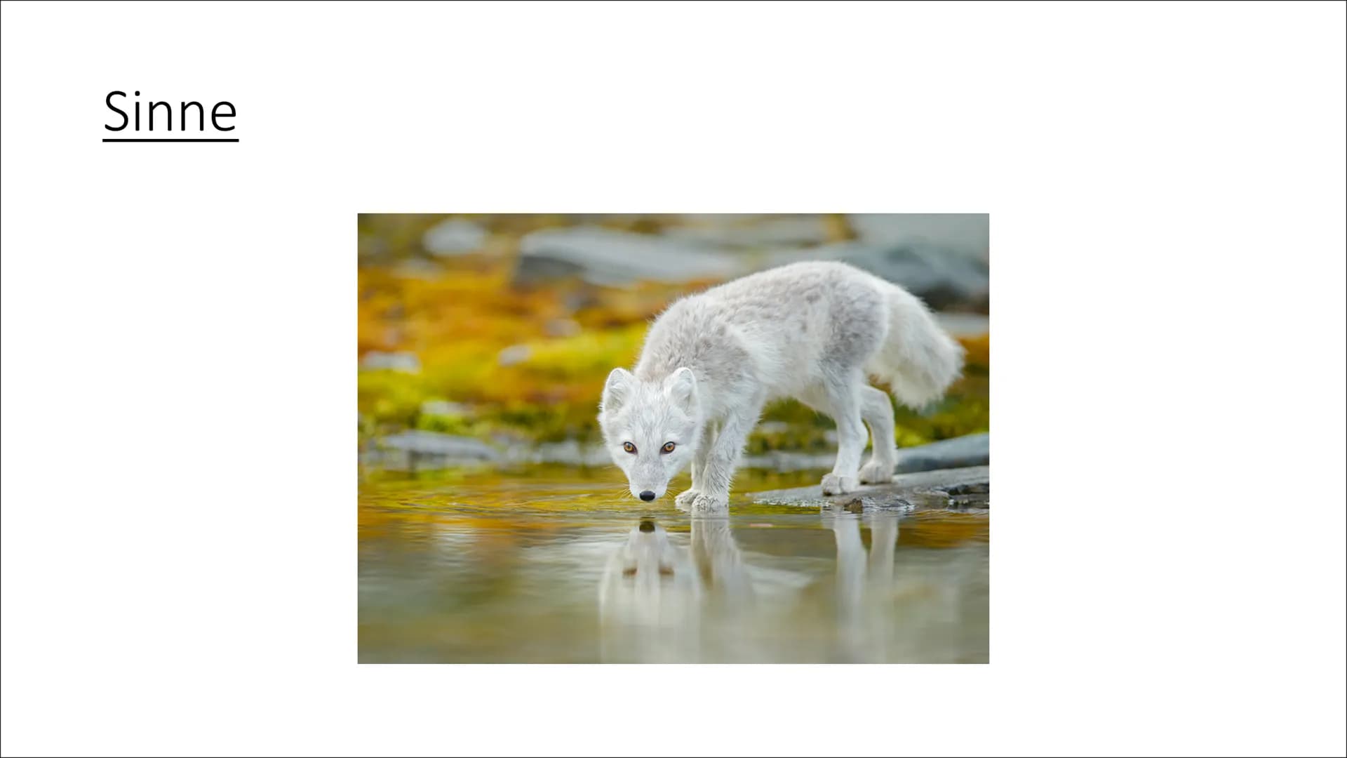 <h2>Einleitung: Der Polarfuchs</h2>
<p>Heute werde ich euch etwas über den Polarfuchs informieren, der auch Eisfuchs oder Vulpes lagopus ge