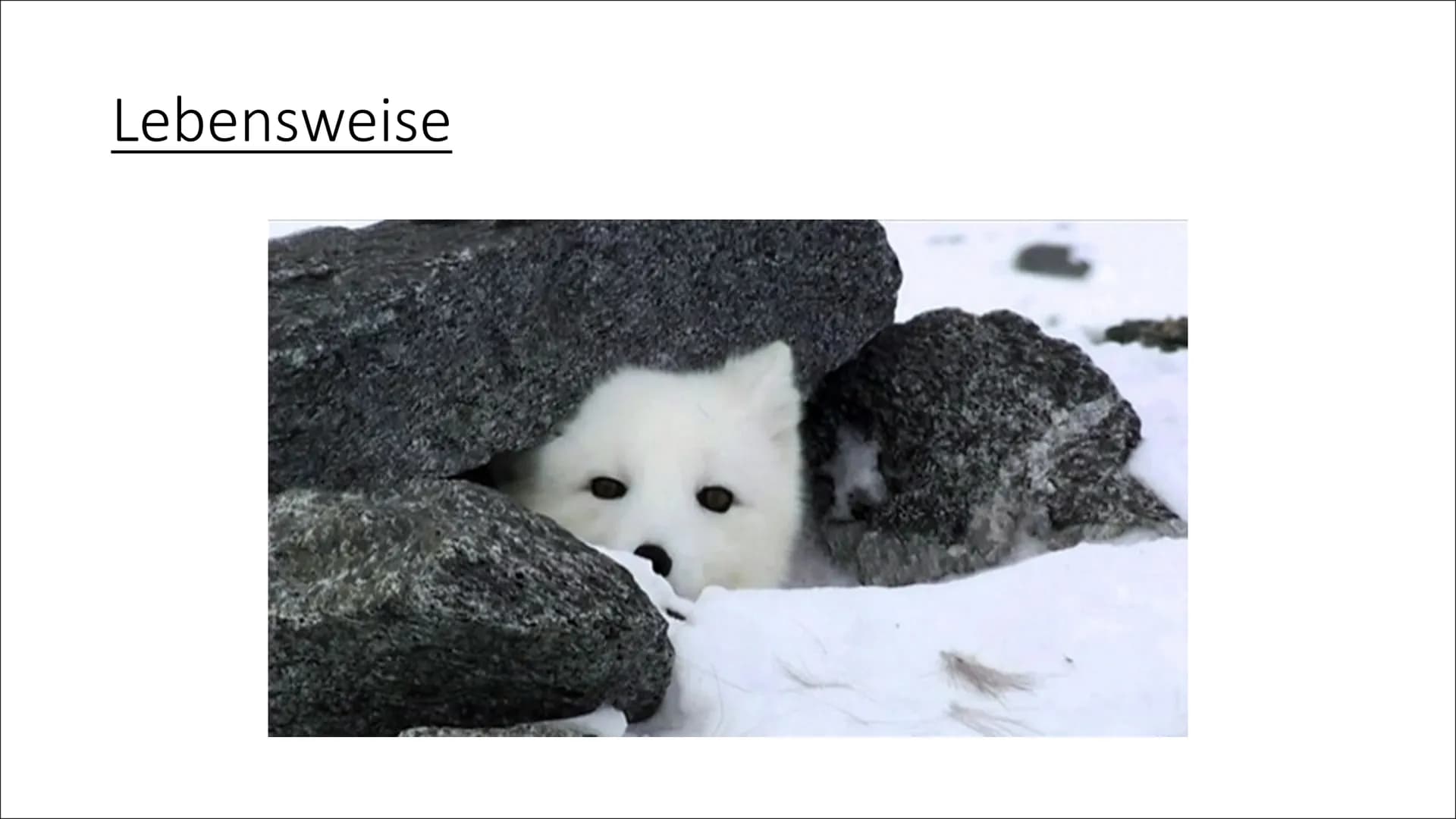 <h2>Einleitung: Der Polarfuchs</h2>
<p>Heute werde ich euch etwas über den Polarfuchs informieren, der auch Eisfuchs oder Vulpes lagopus ge